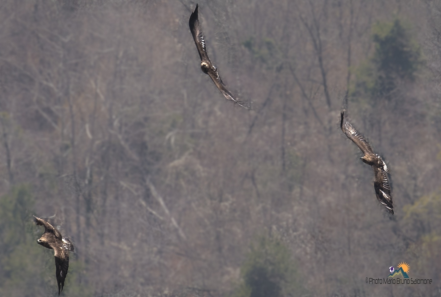 golden eagles in the Alps