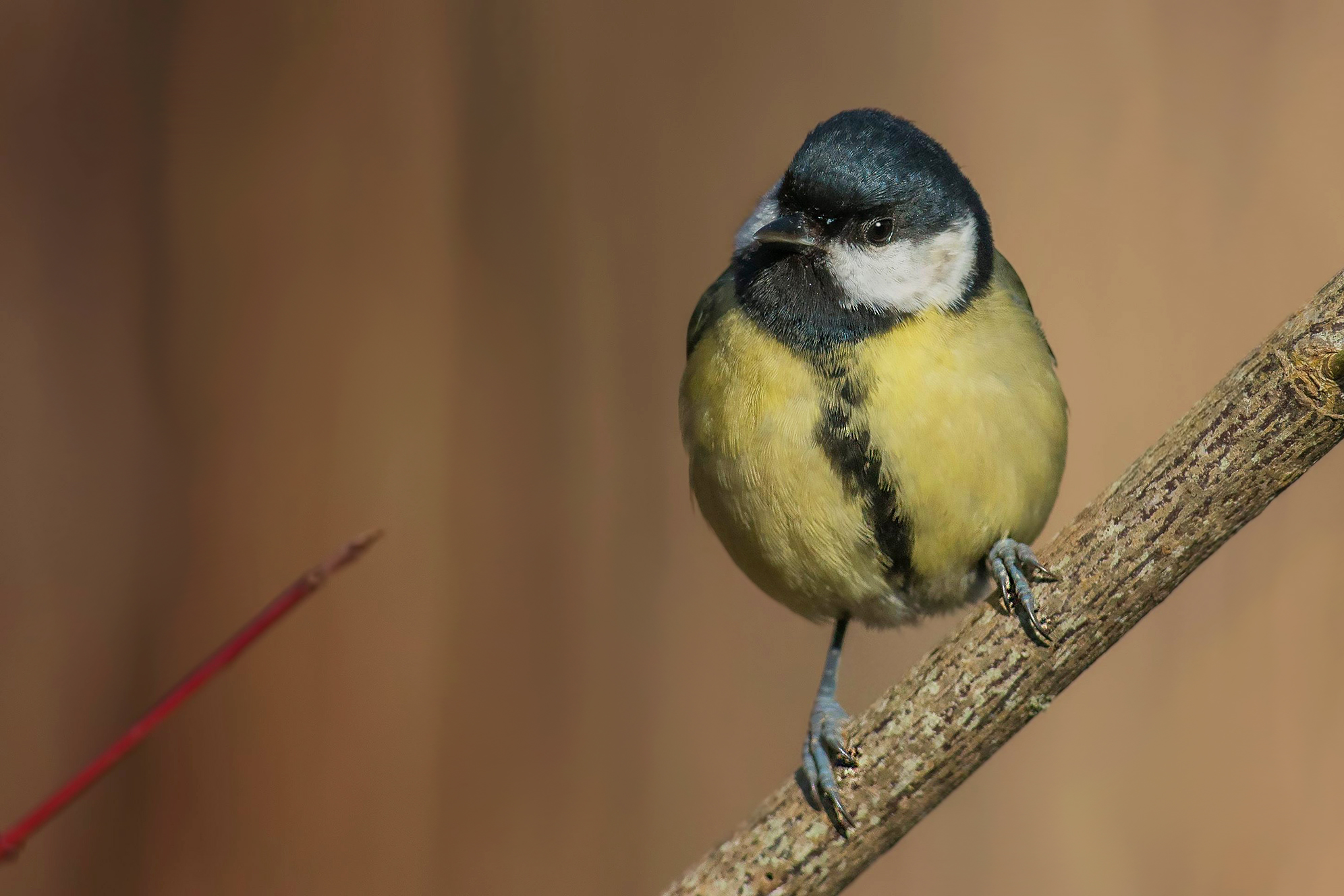 titmouse