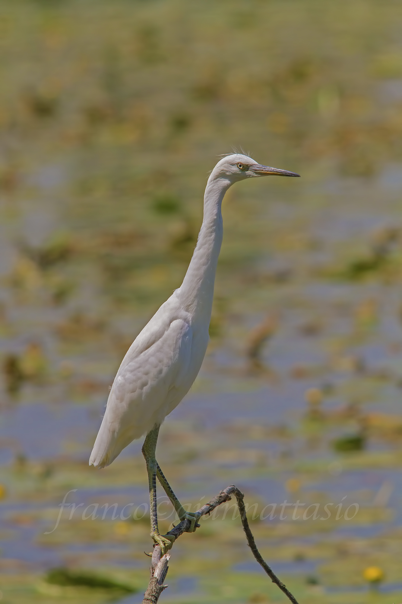 Giovane di airone bianco.