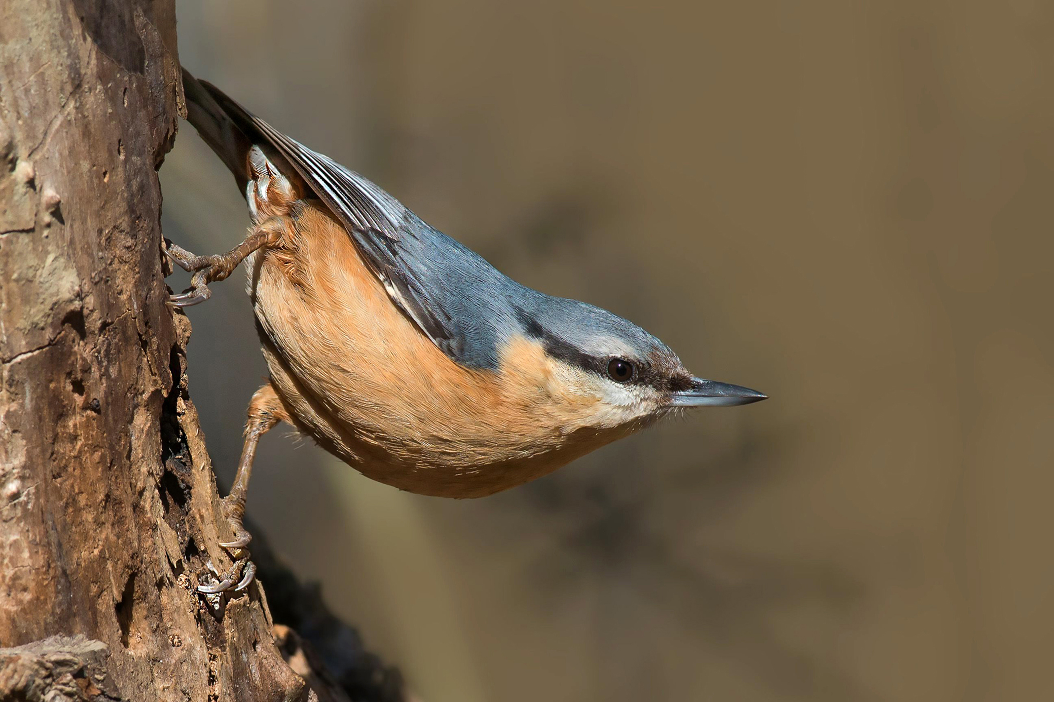 nuthatch