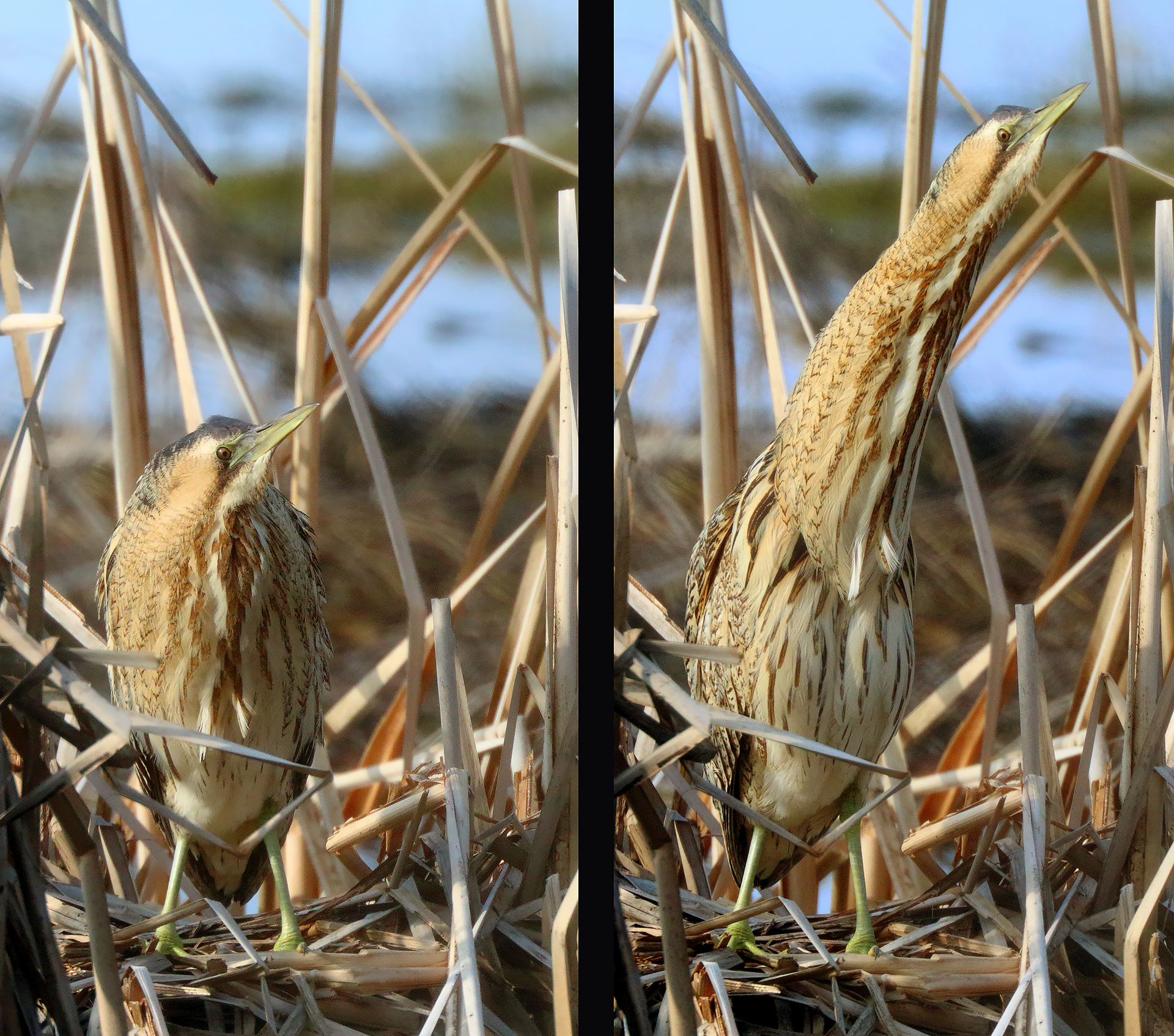 The bittern neck :-)