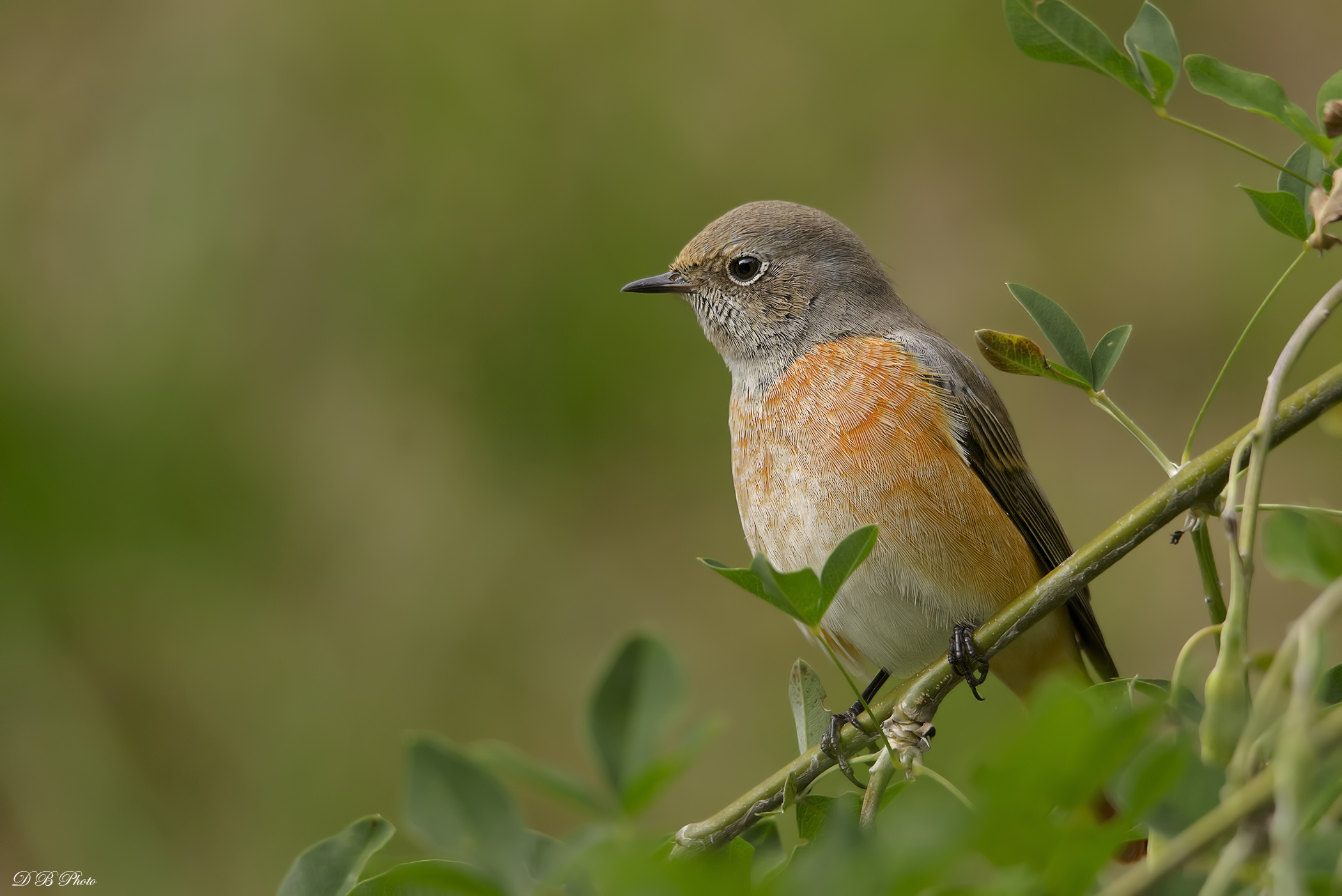 Redstart - Phoenicurus phoenicurus