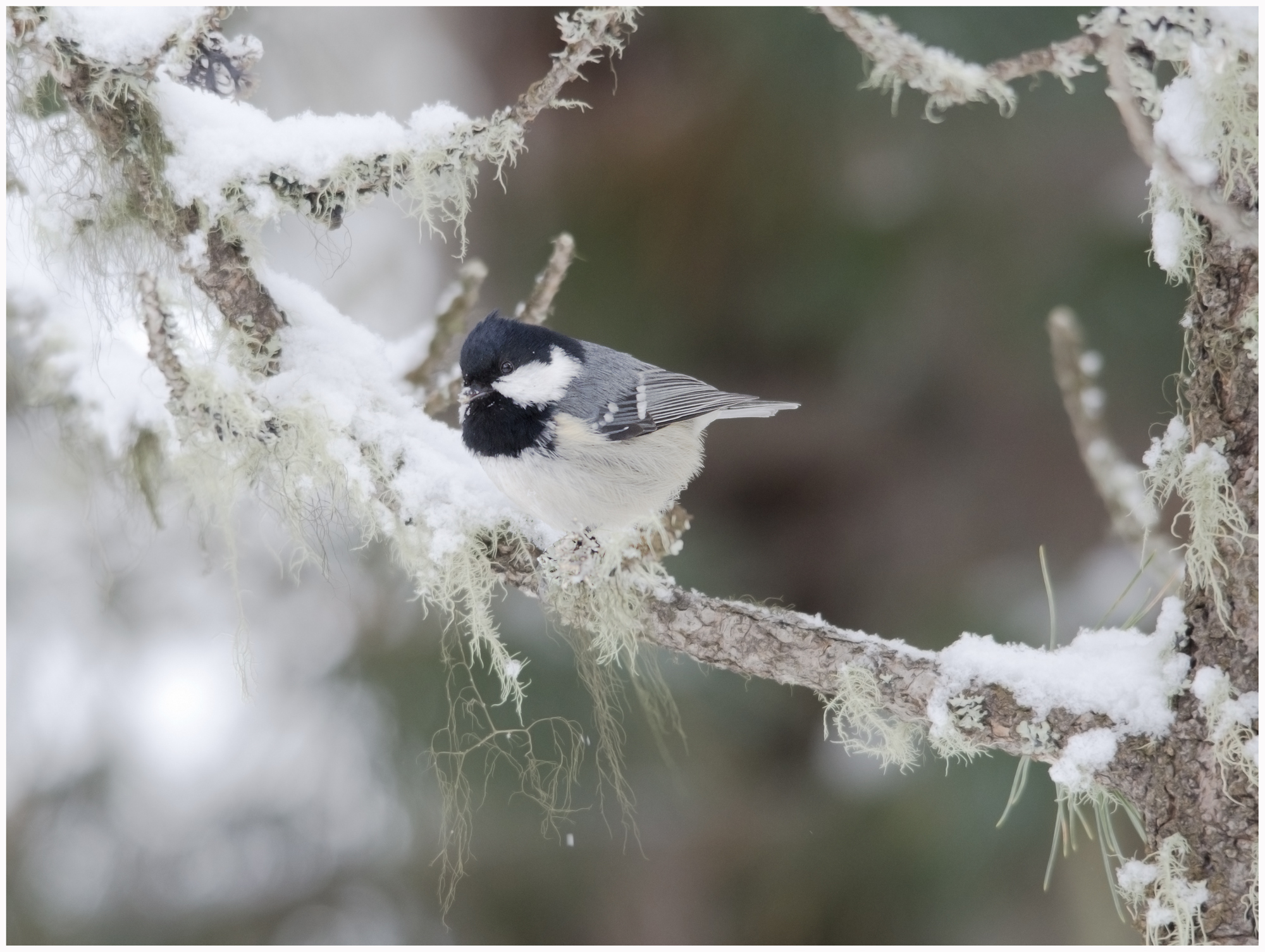 Cincia Mora ambientata