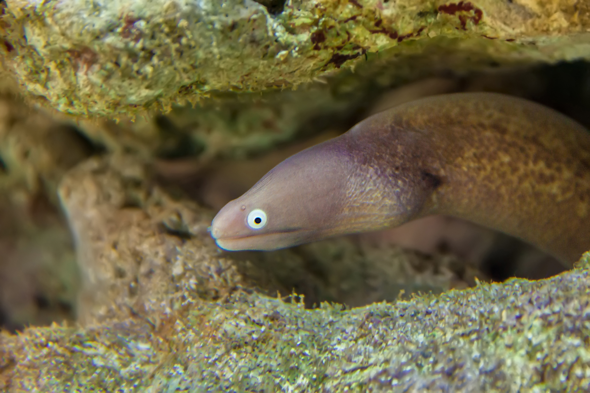White-eye Moray