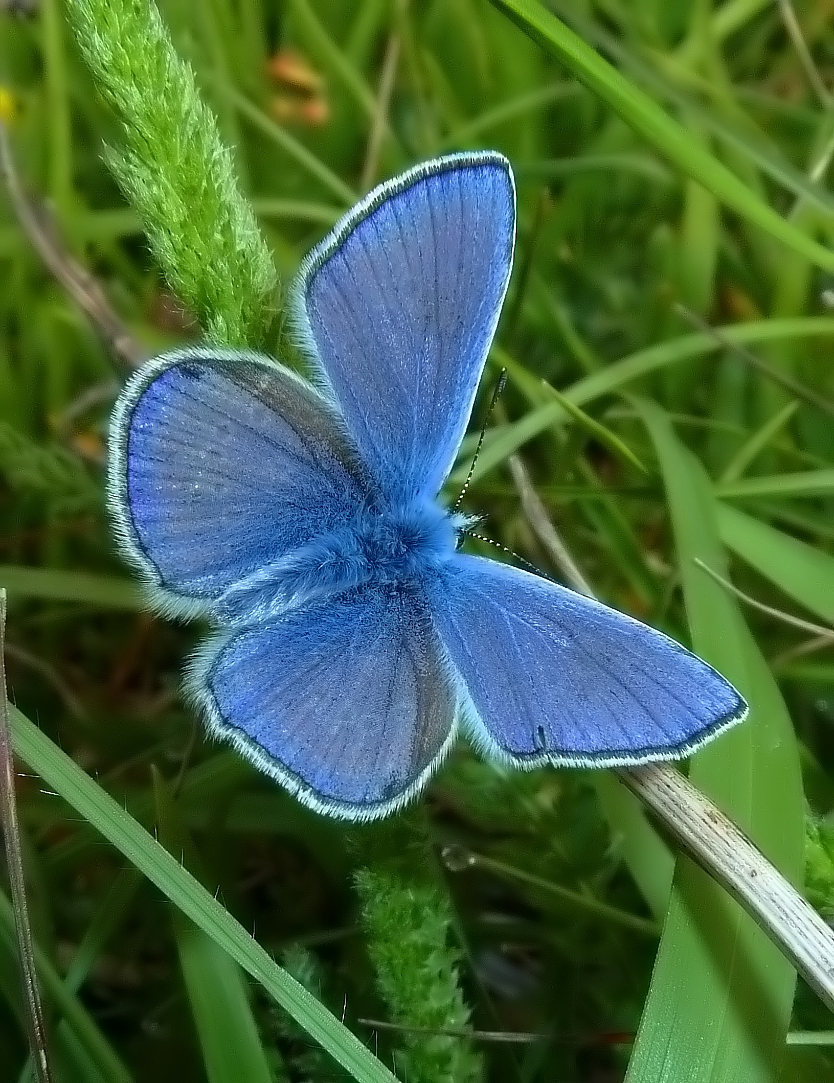 polyommatus Thersites