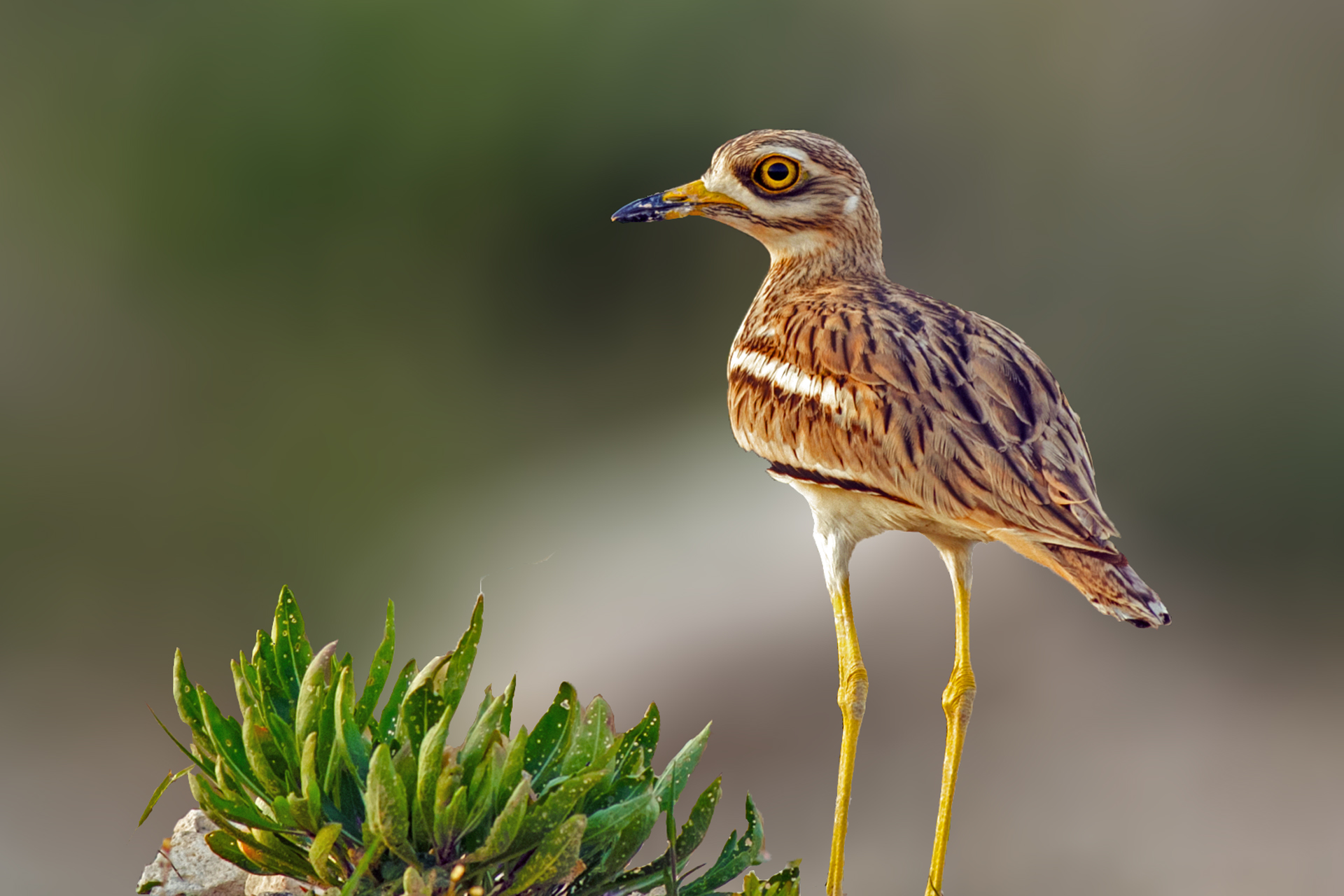 Burhinus oedicnemus / Kocagöz (Eurasian Stone-curlew)