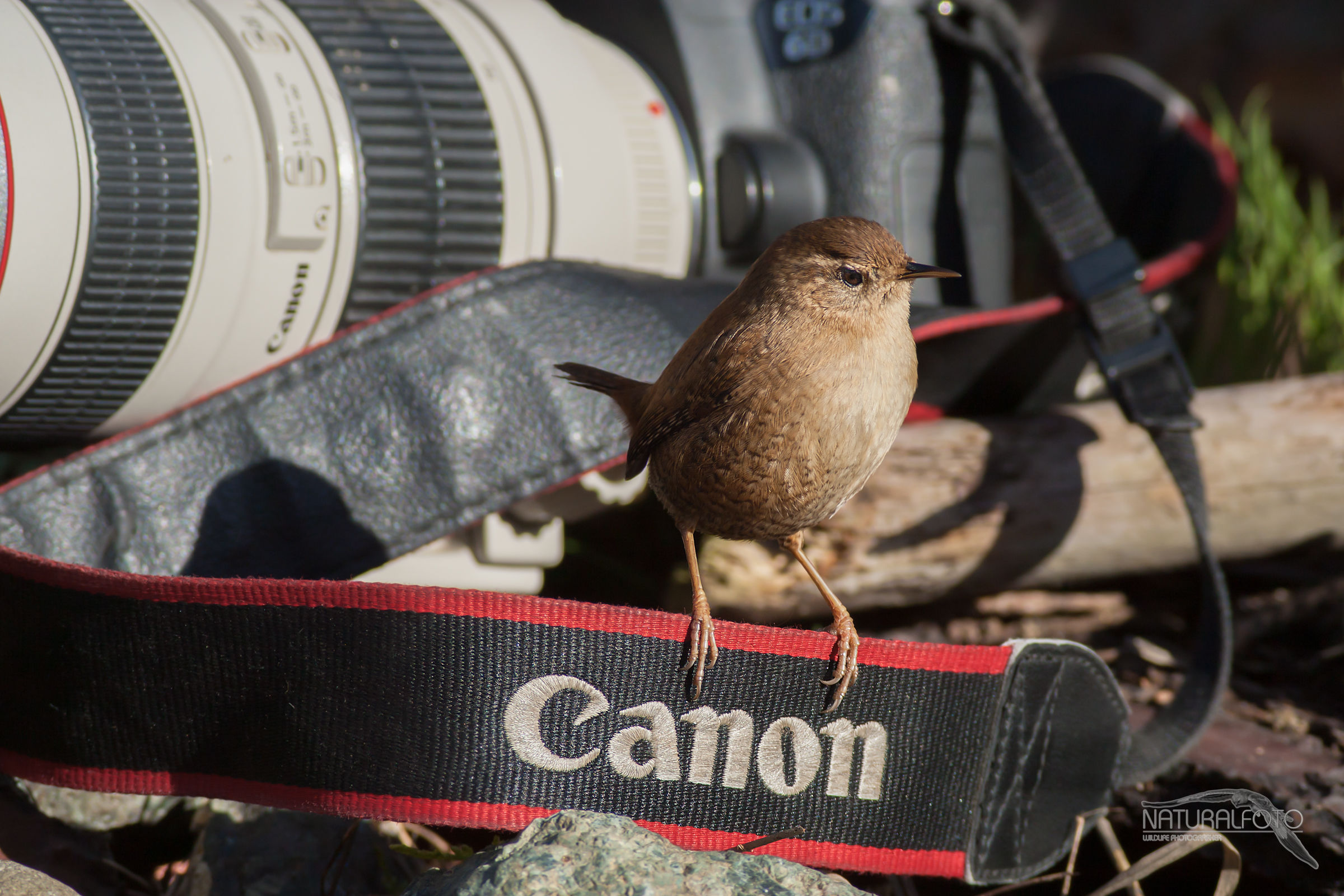 6D perfetta per l'avifauna