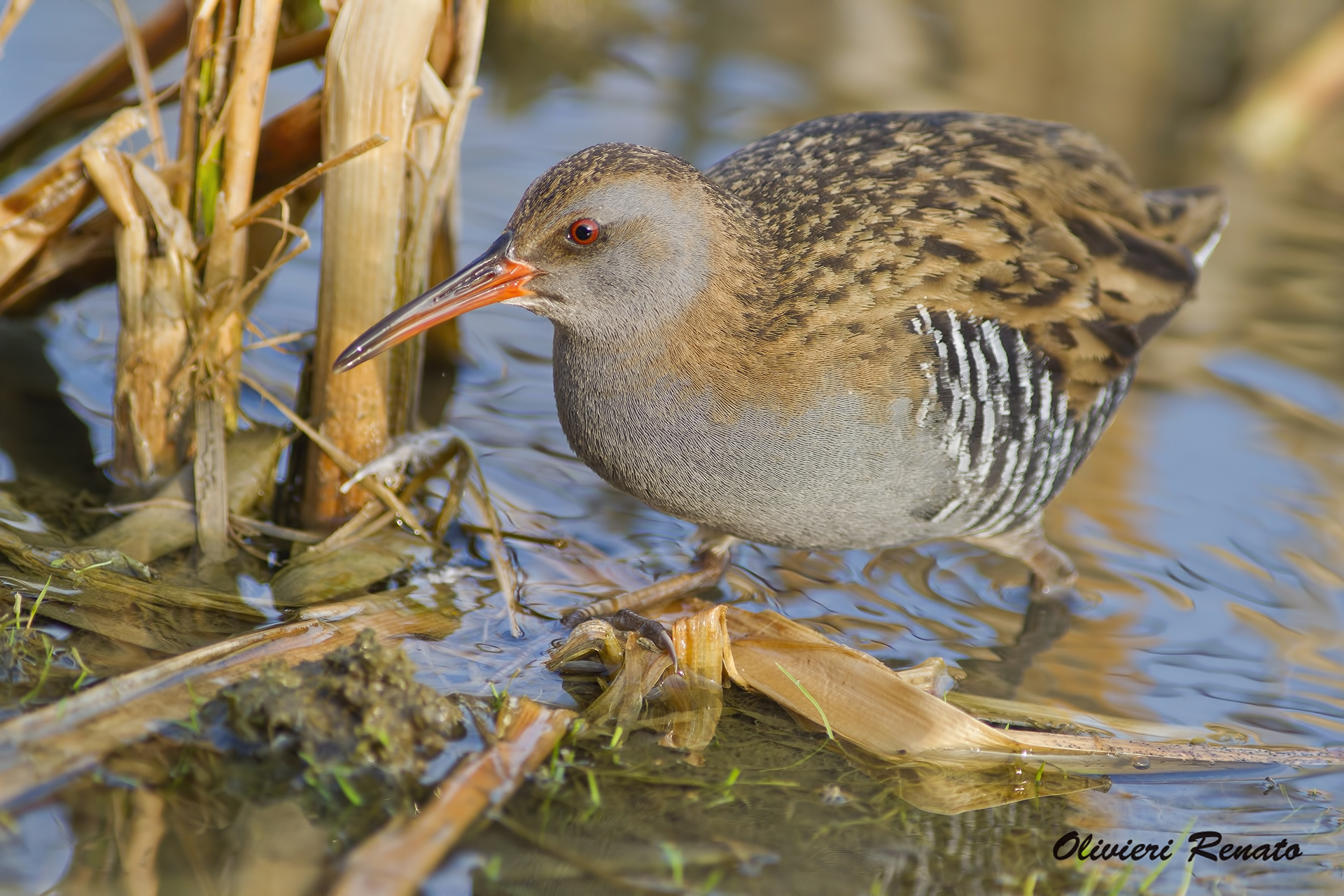 Water Rail (Rallus_aquaticus)