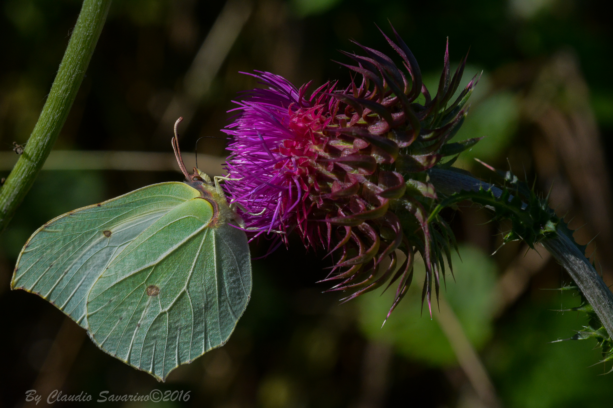 Gonepteryx rhamni - Cedronella