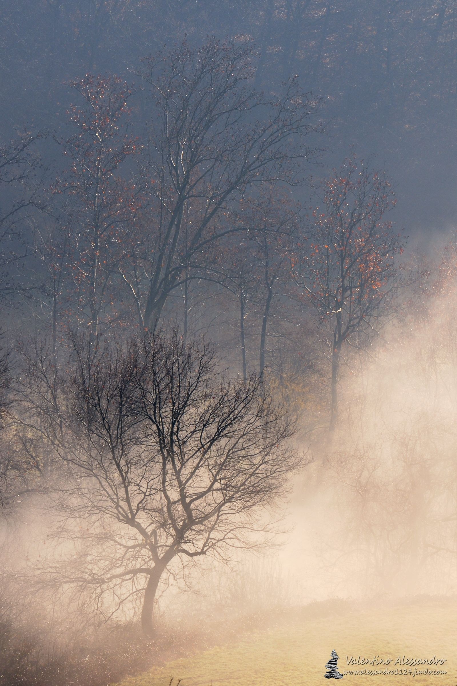 Mi ritrovai in una selva oscura