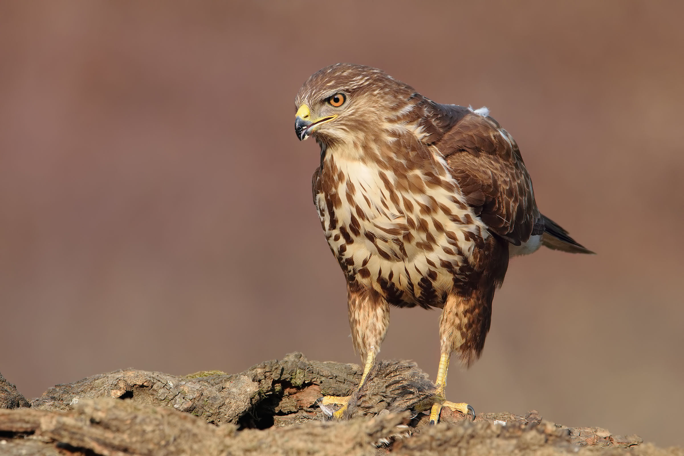 Buzzard