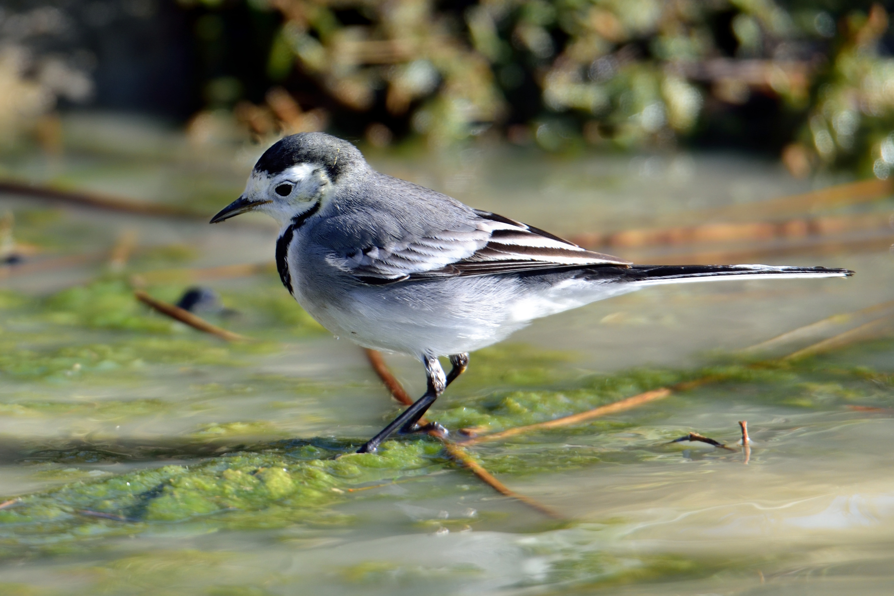 Ballerina bianca (Motacilla alba)