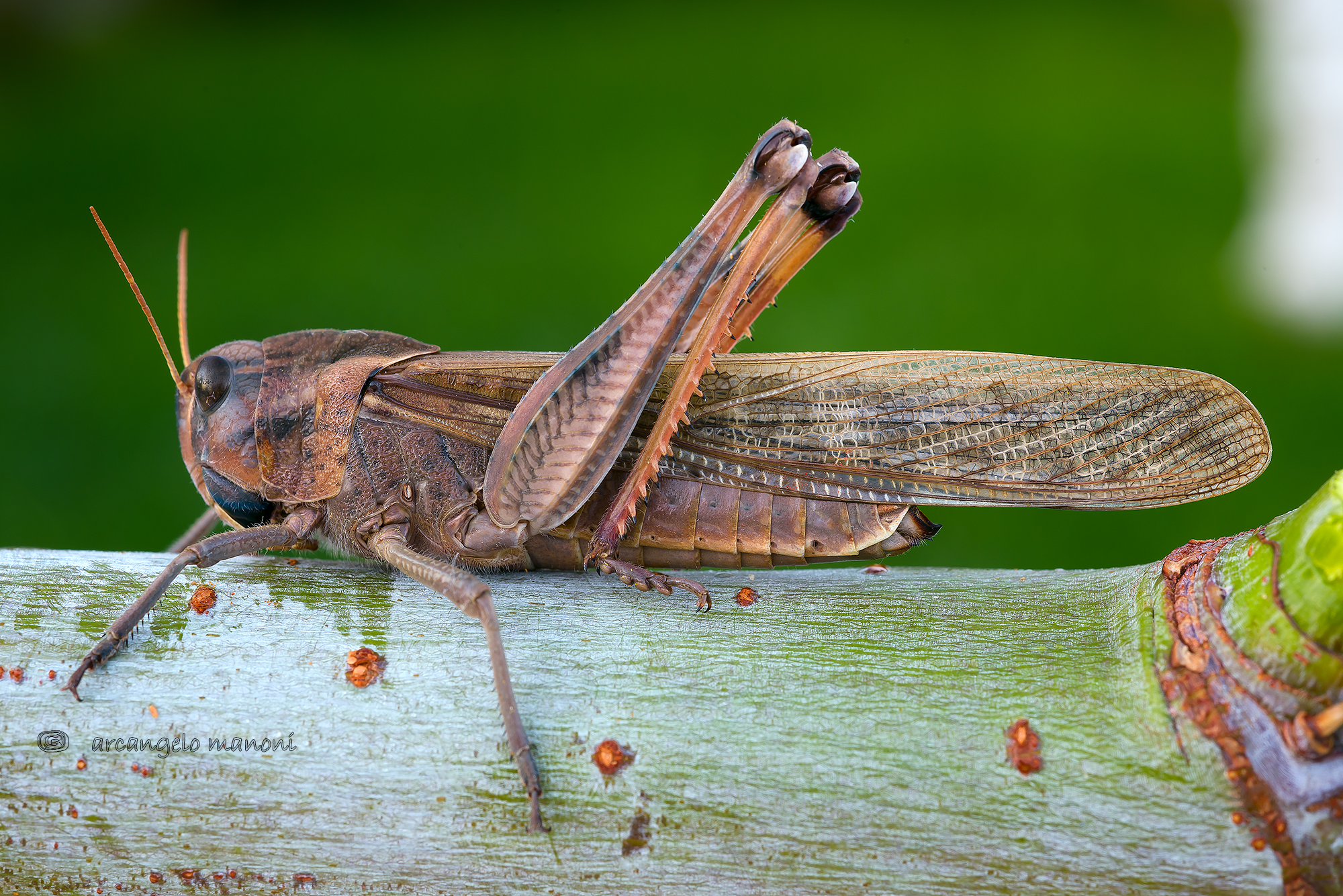 When the locusts seem machines