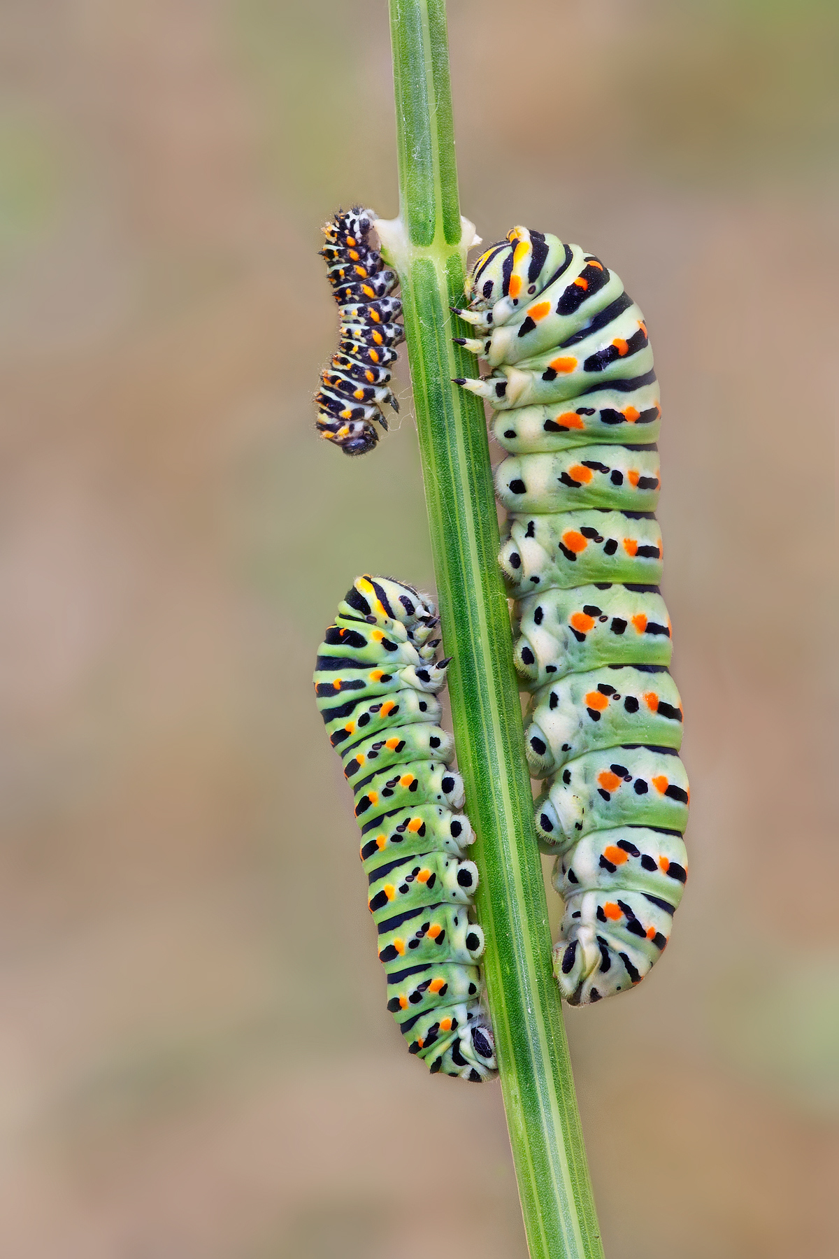 Generation of phenomena