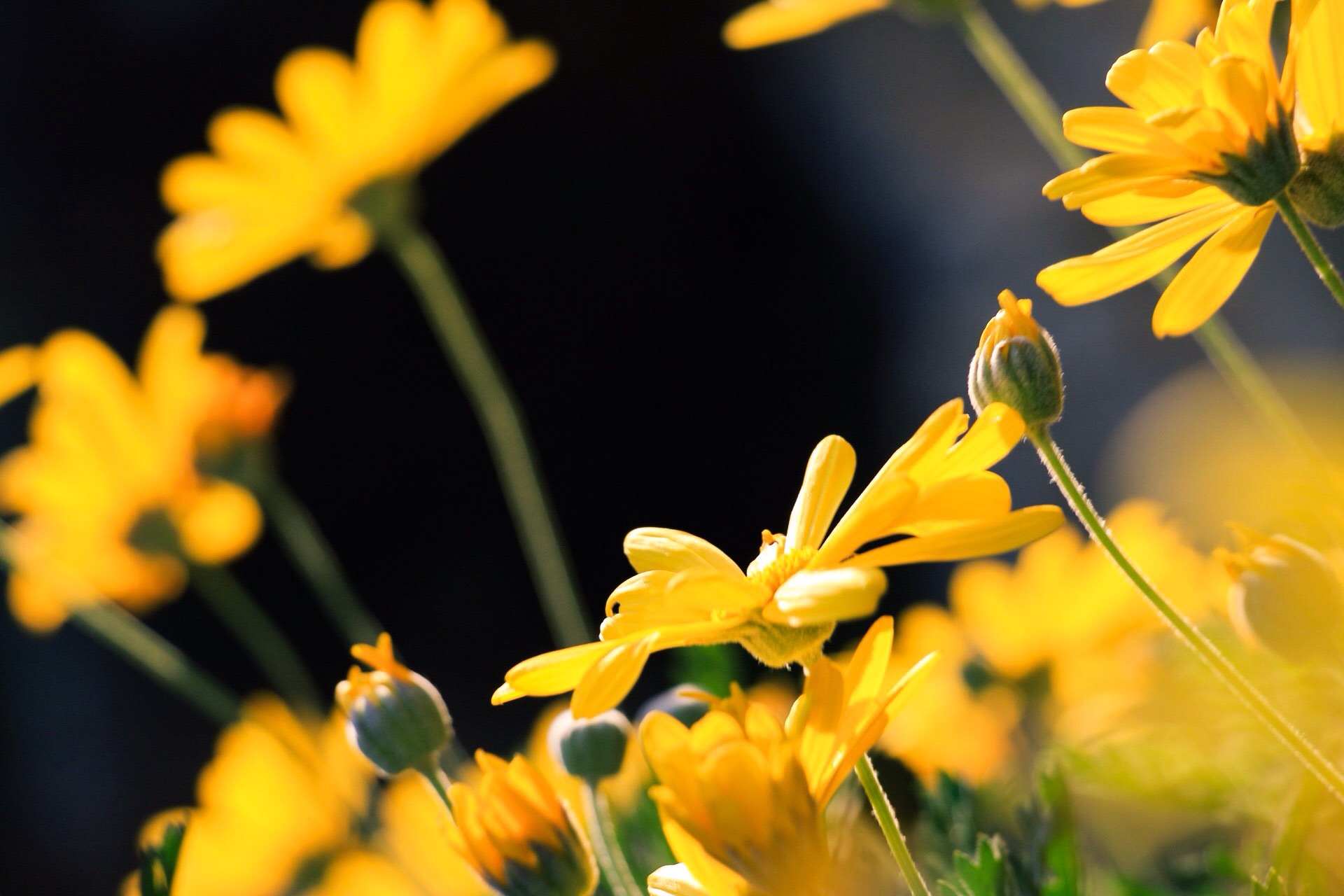 Symphony in Yellow 2