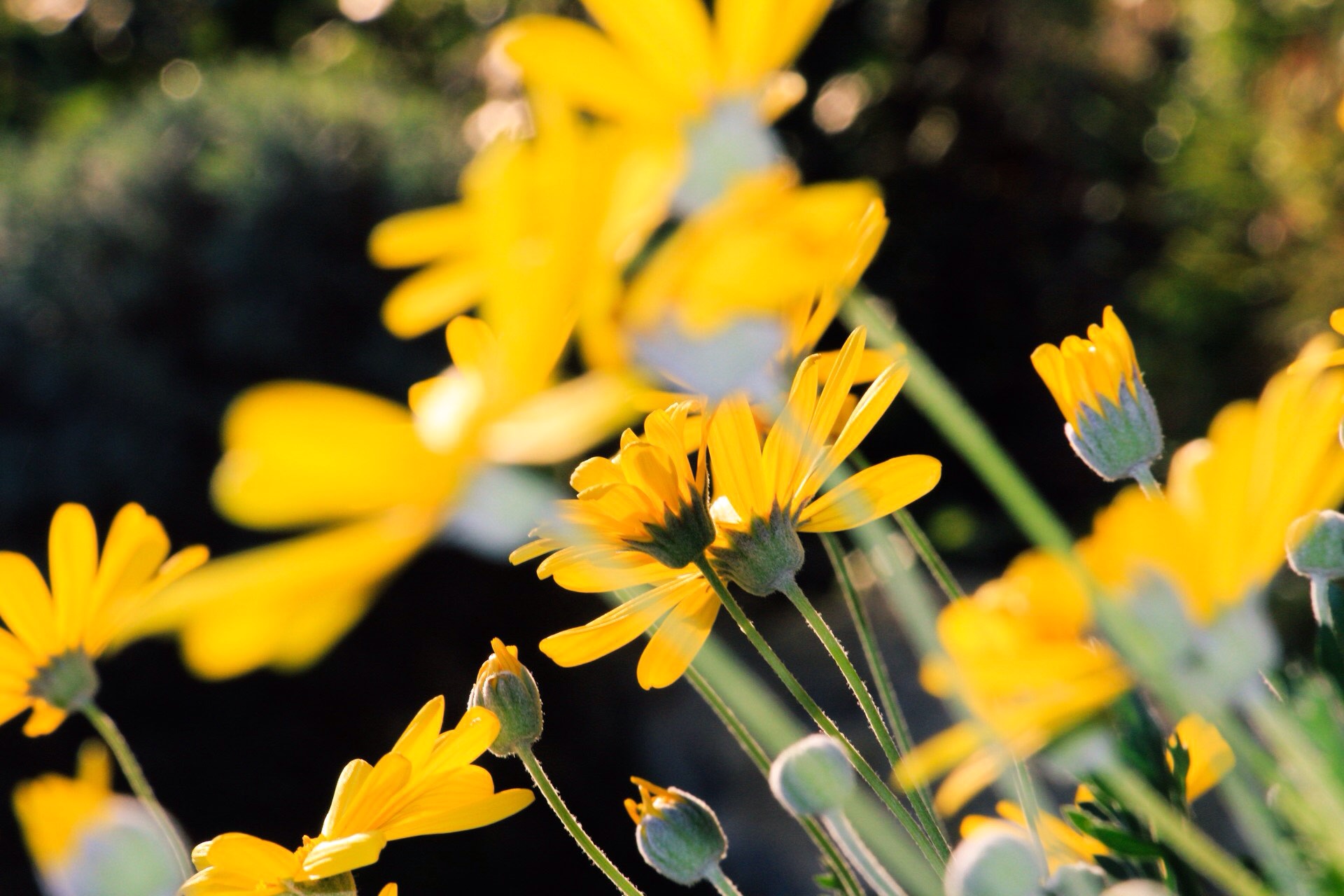 Symphony in Yellow 1