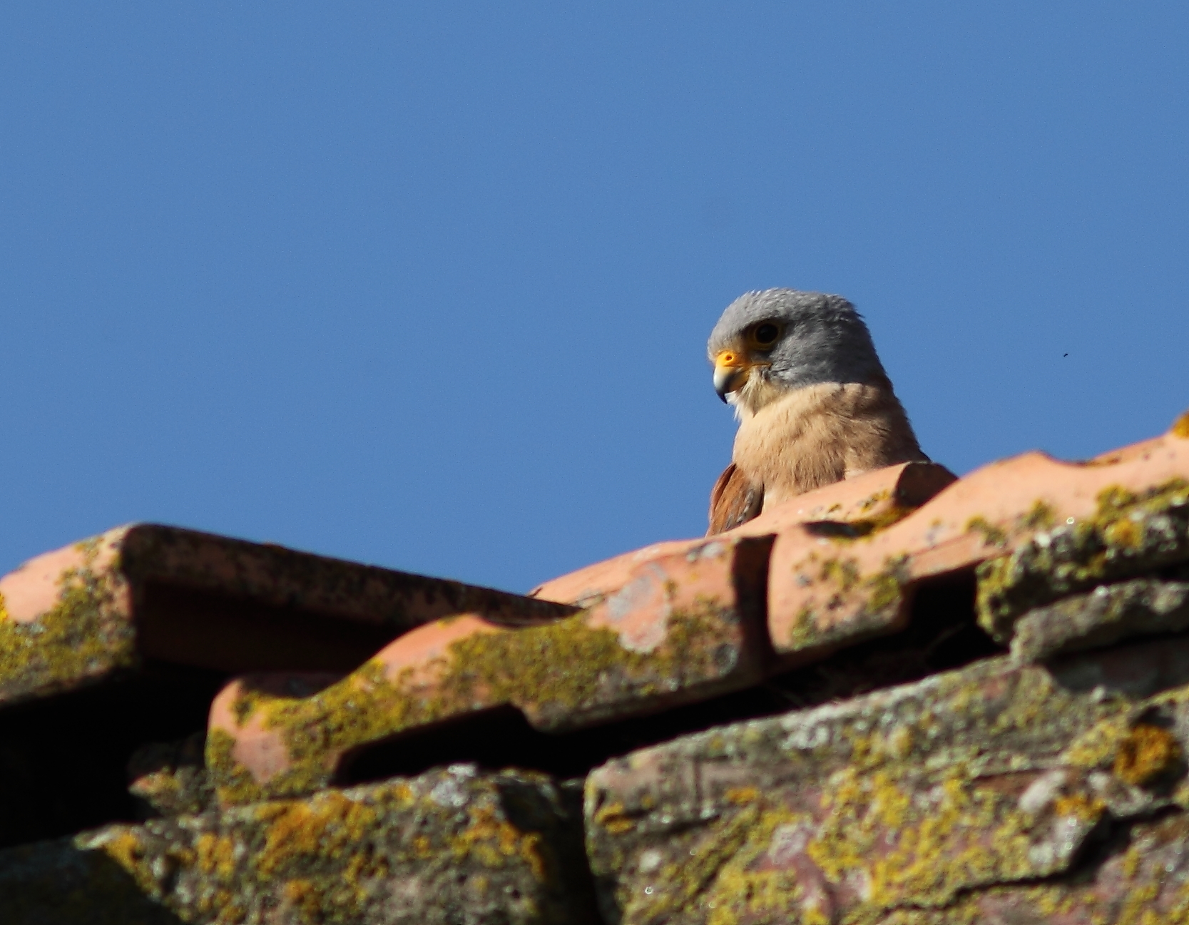 the lesser kestrel watching us