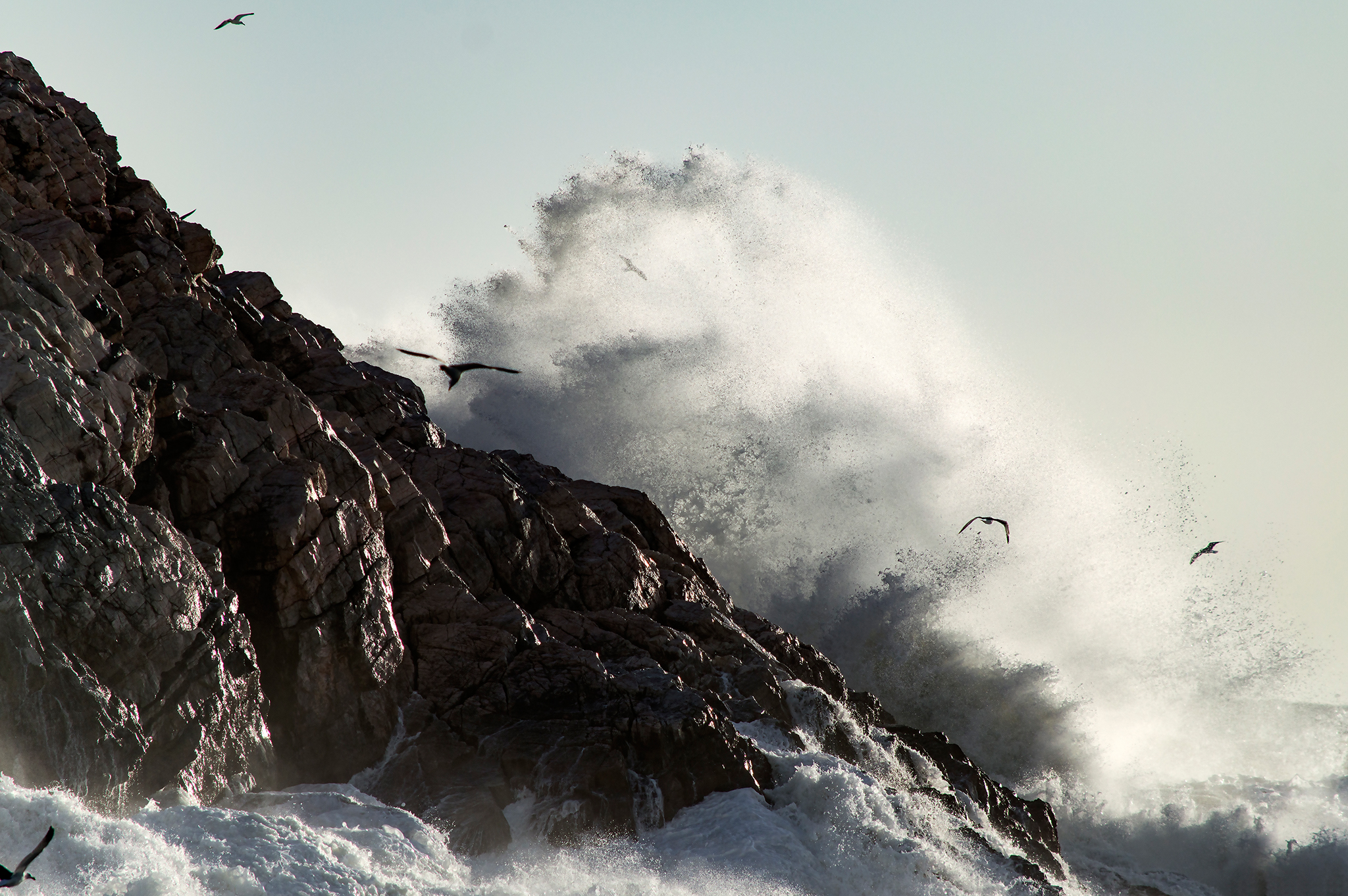 a Portovenere anche i gabbiani fanno la doccia!