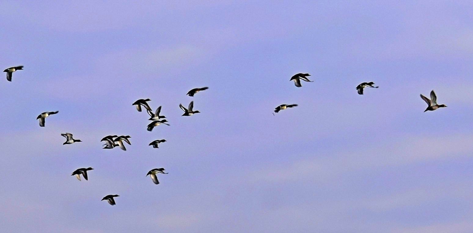 Farewell, ducks ... next year!