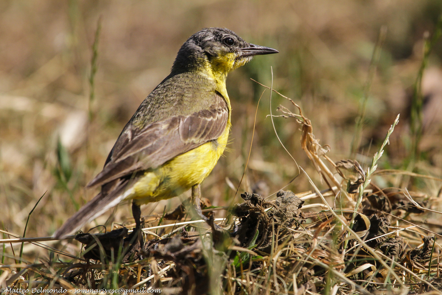wagtail
