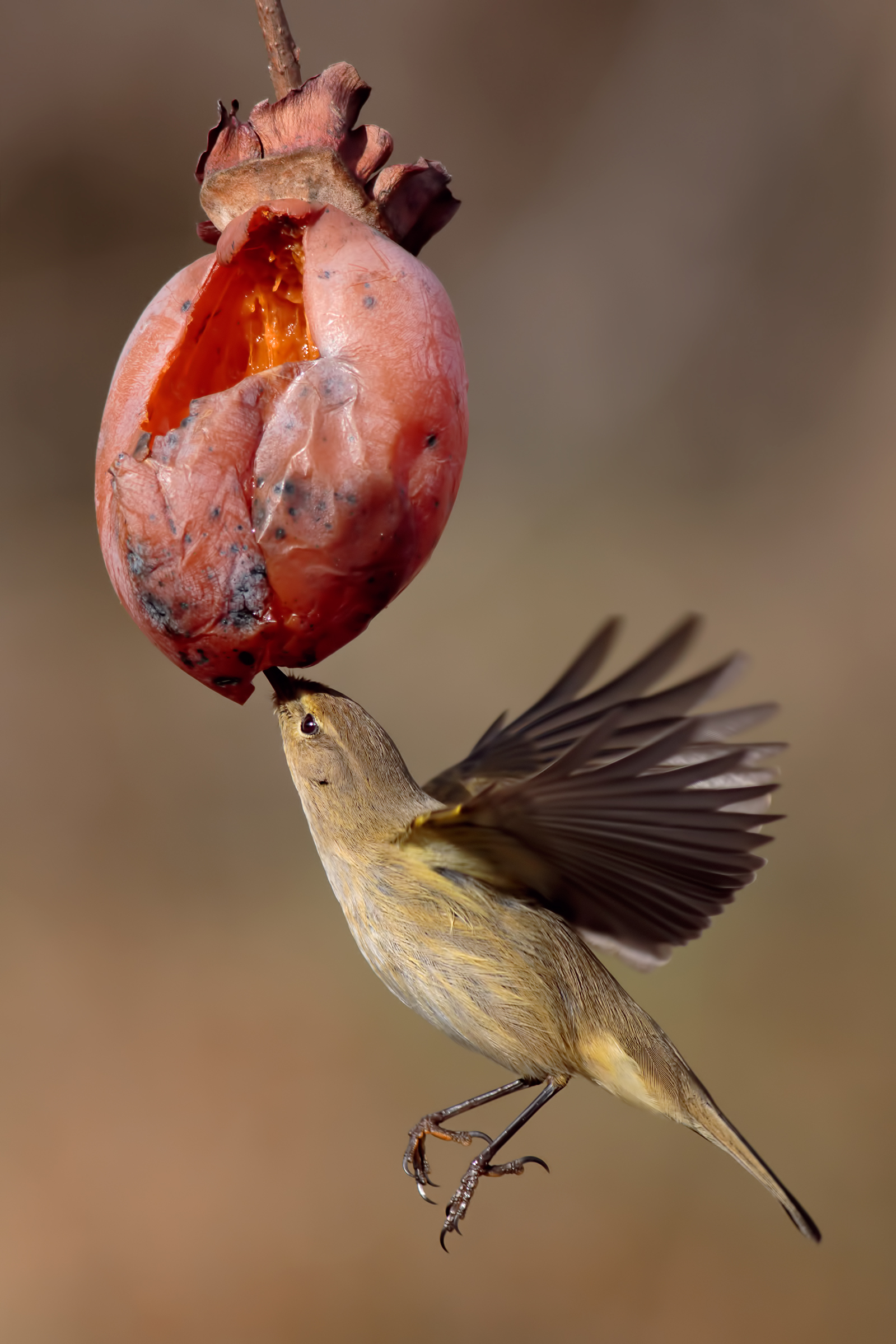 Chiffchaff (Phylloscopus collybita)