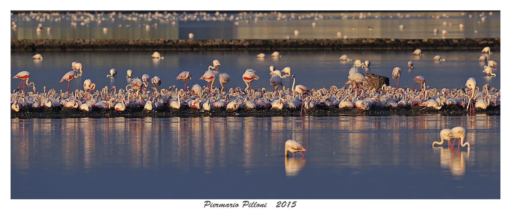 Fenicotteri a Molentargius, Cagliari