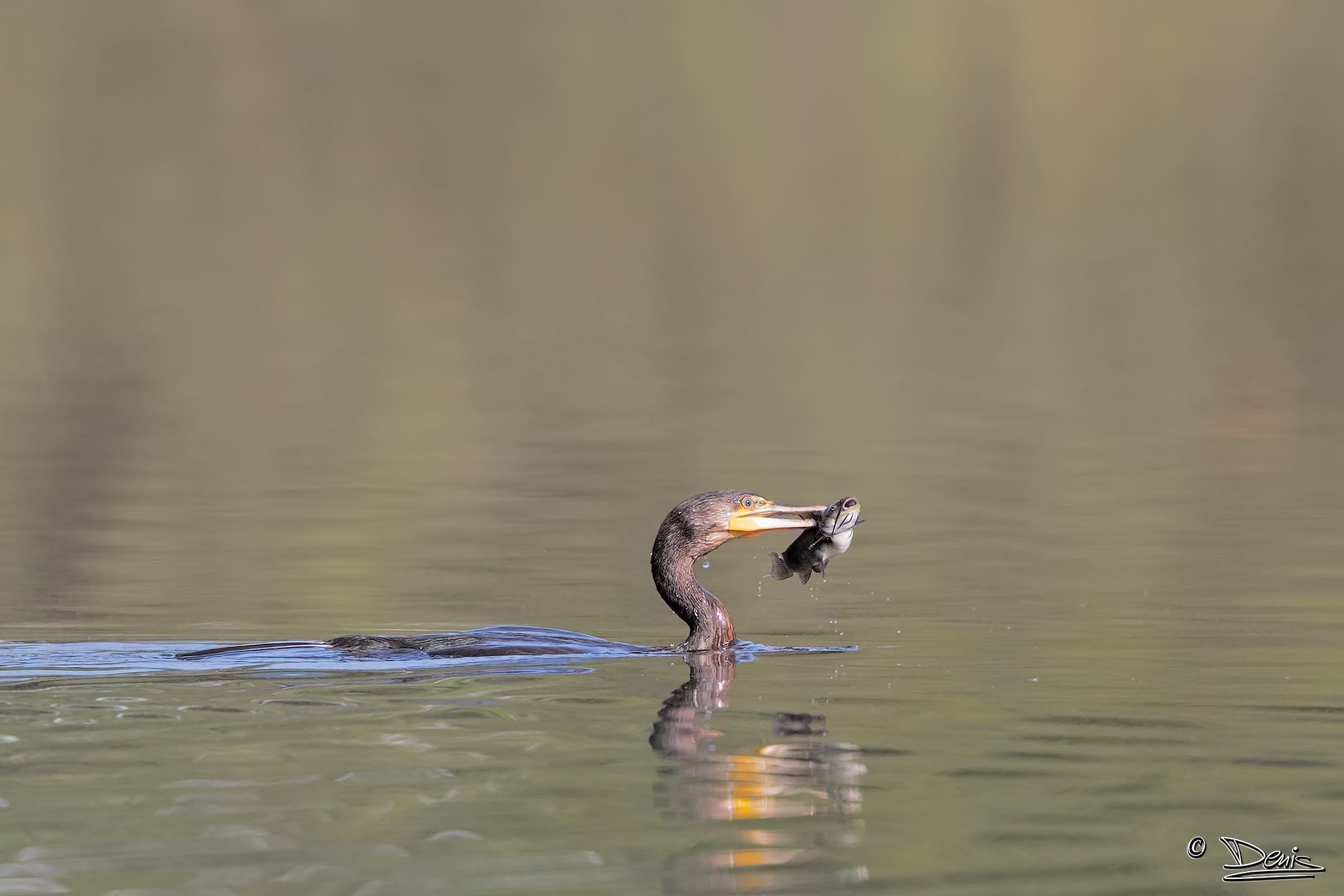 Cormorant with terrific meal.