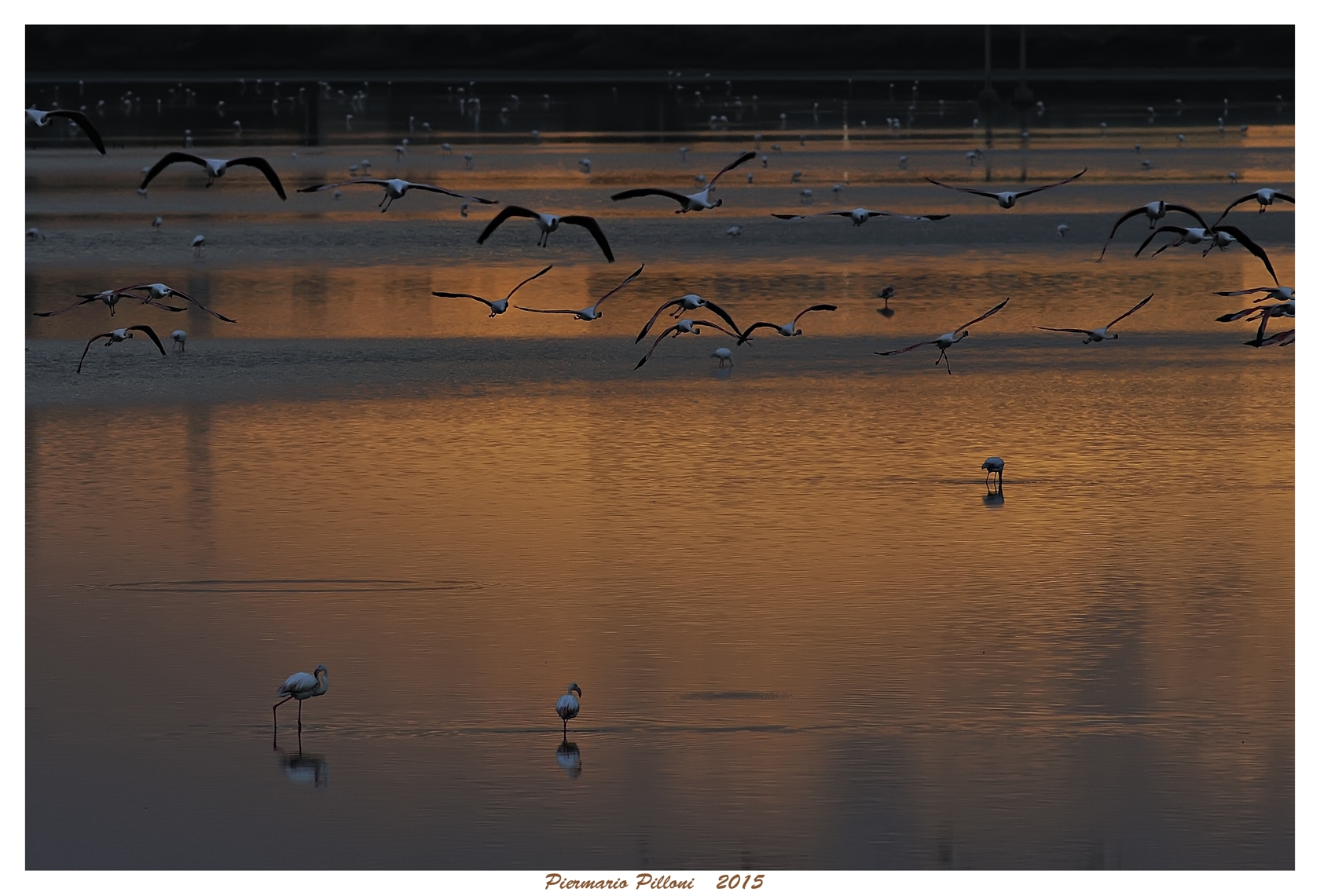 Tramonto a Molentargius