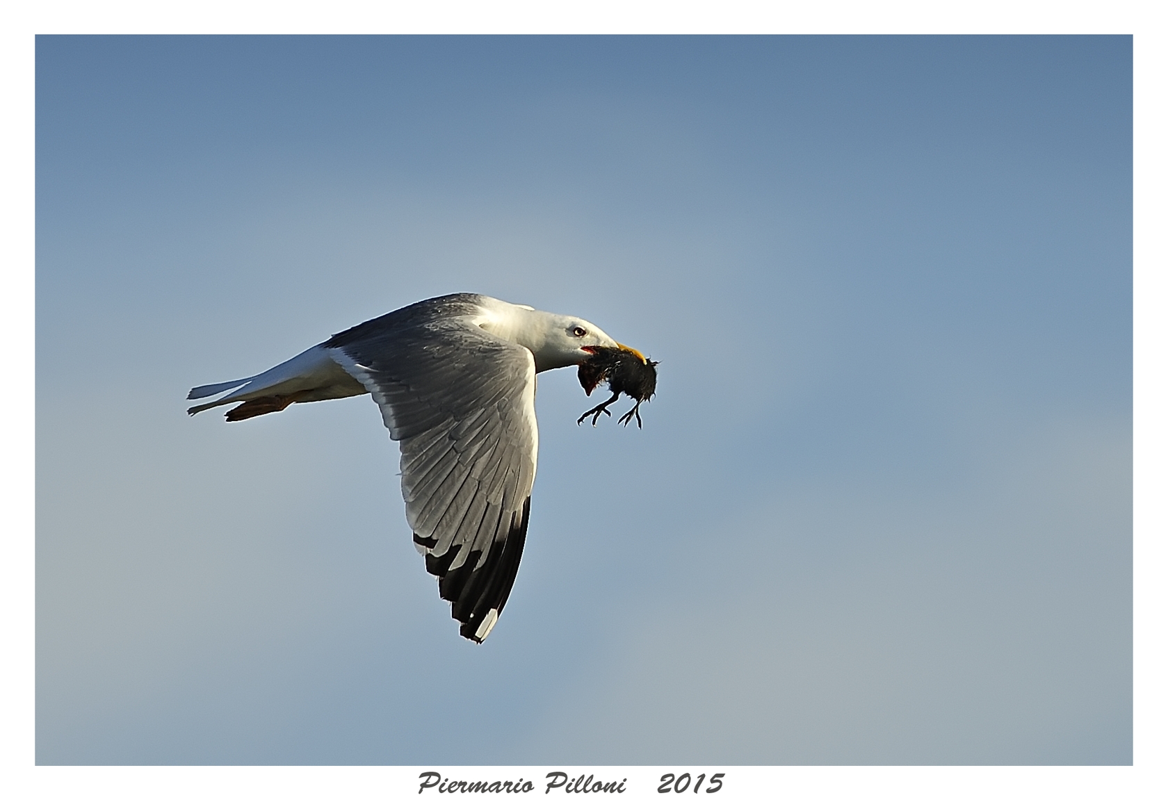 Gabbiano con pulcino di pollo sultano ?