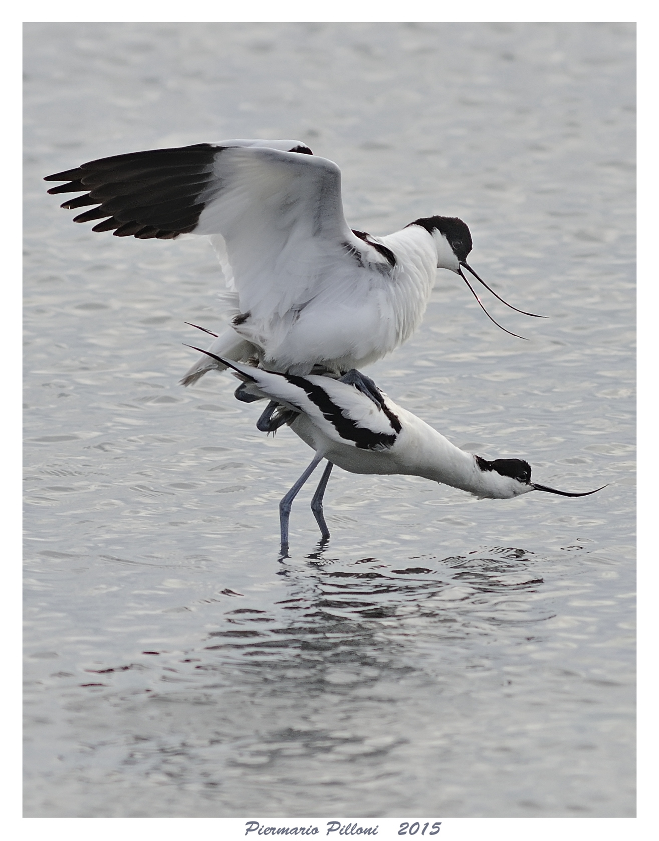 Avocette