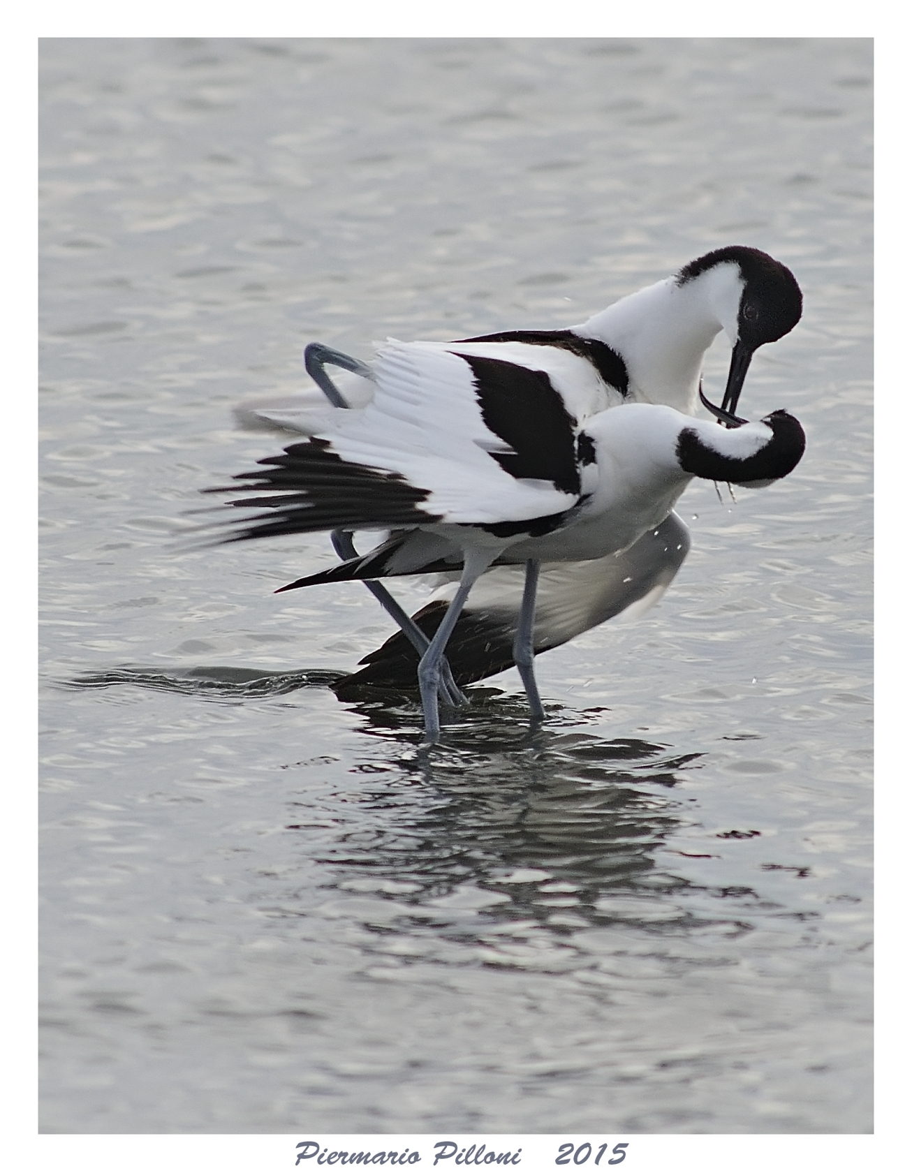 Avocette
