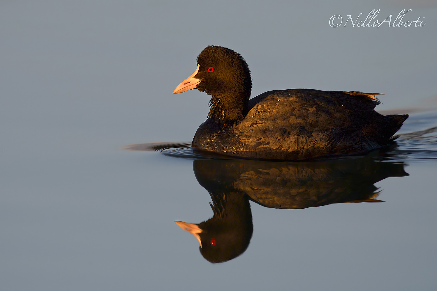 coot at sunset