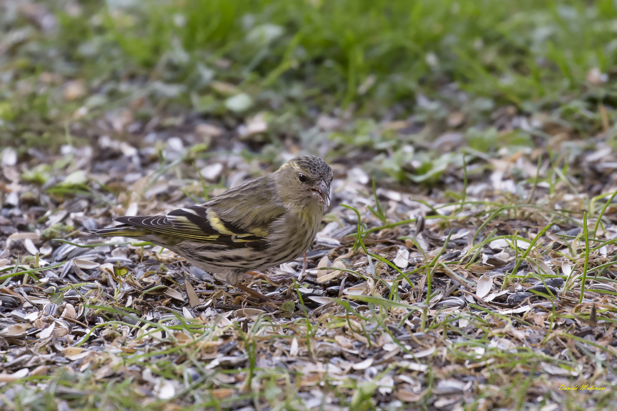 Siskin