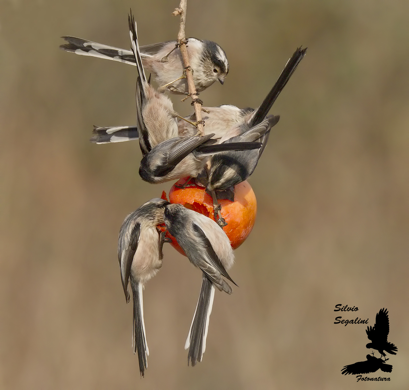 7 codibugnoli x un caco