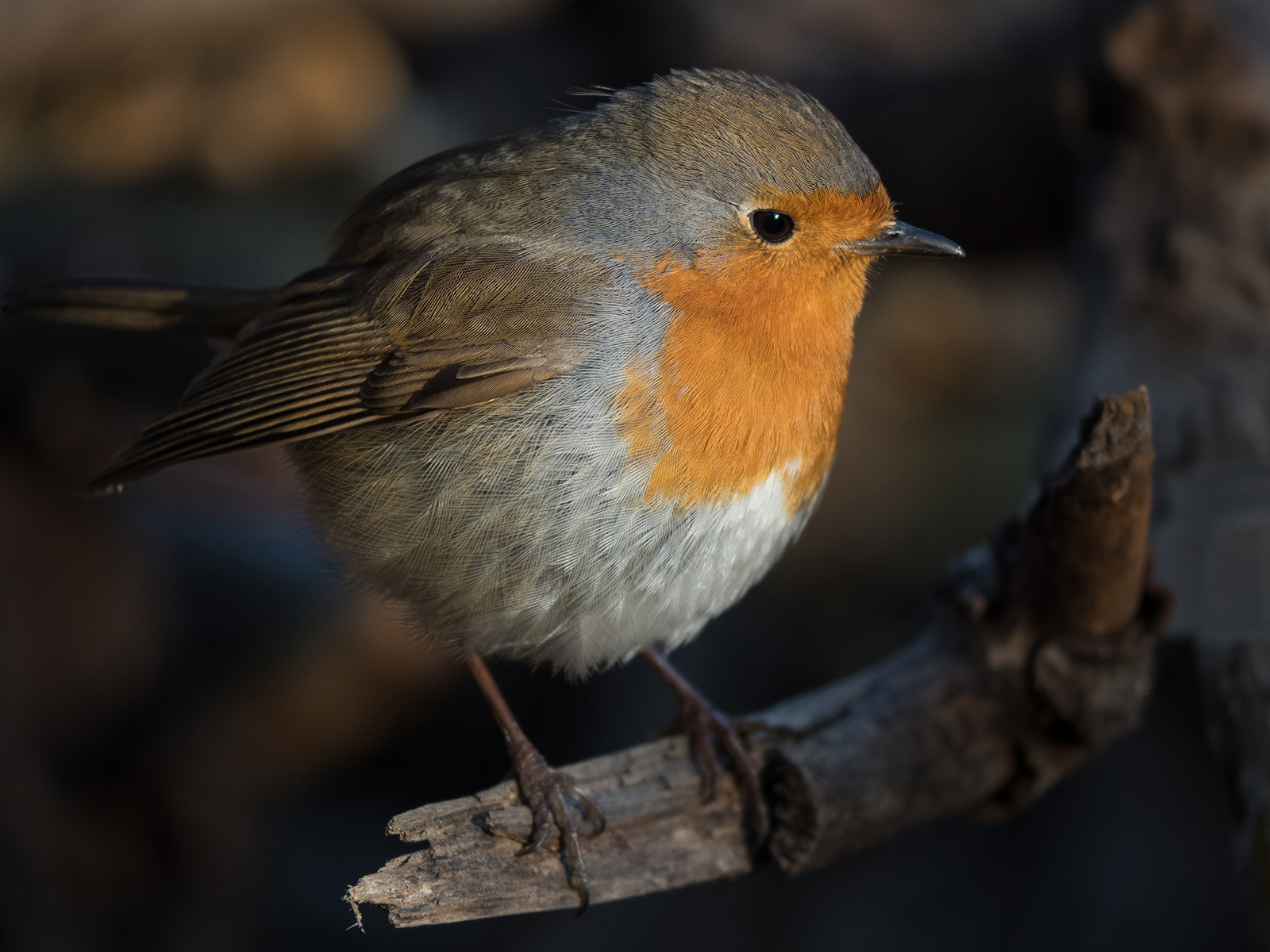 The little Robin.