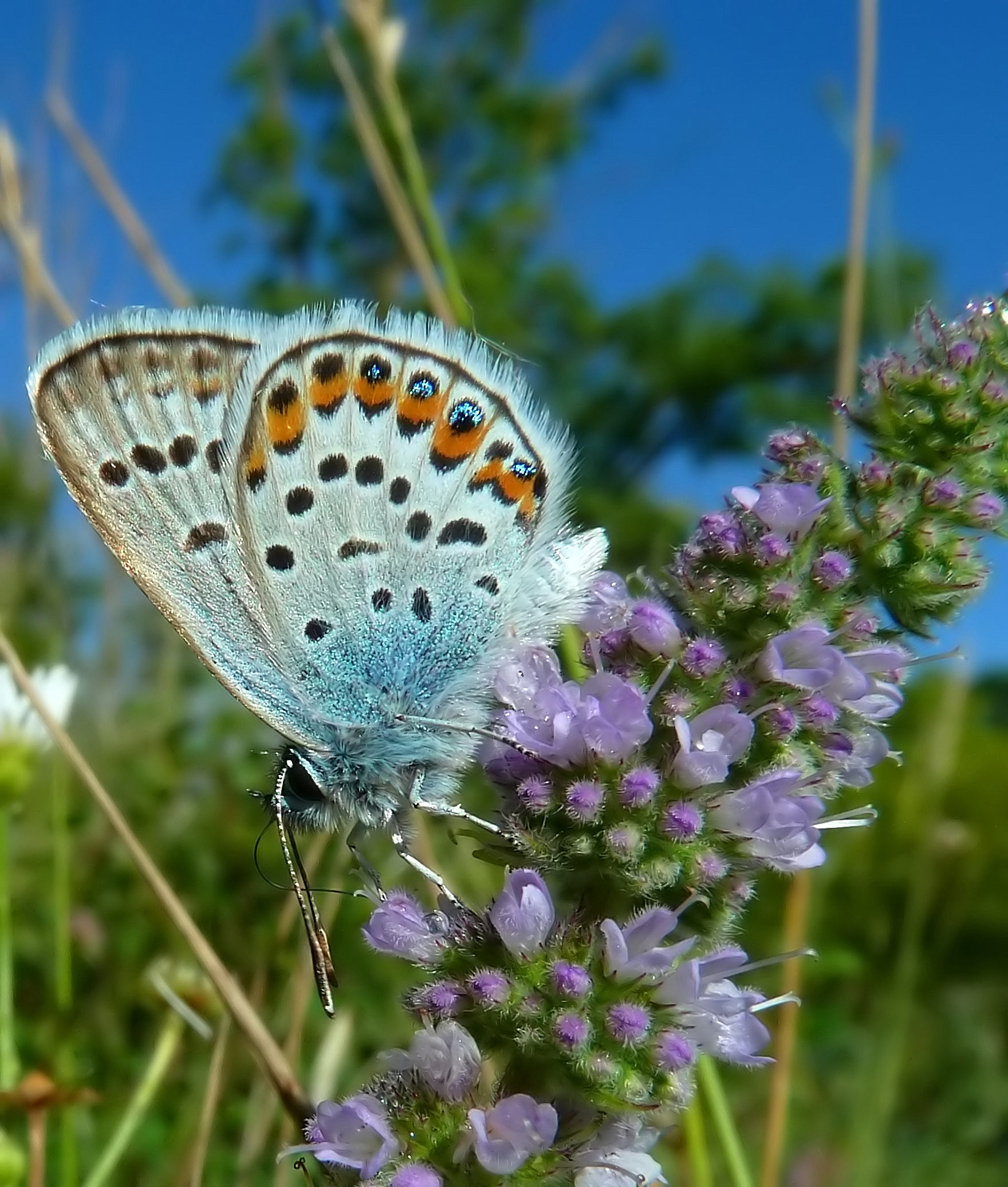 Plebejus argus