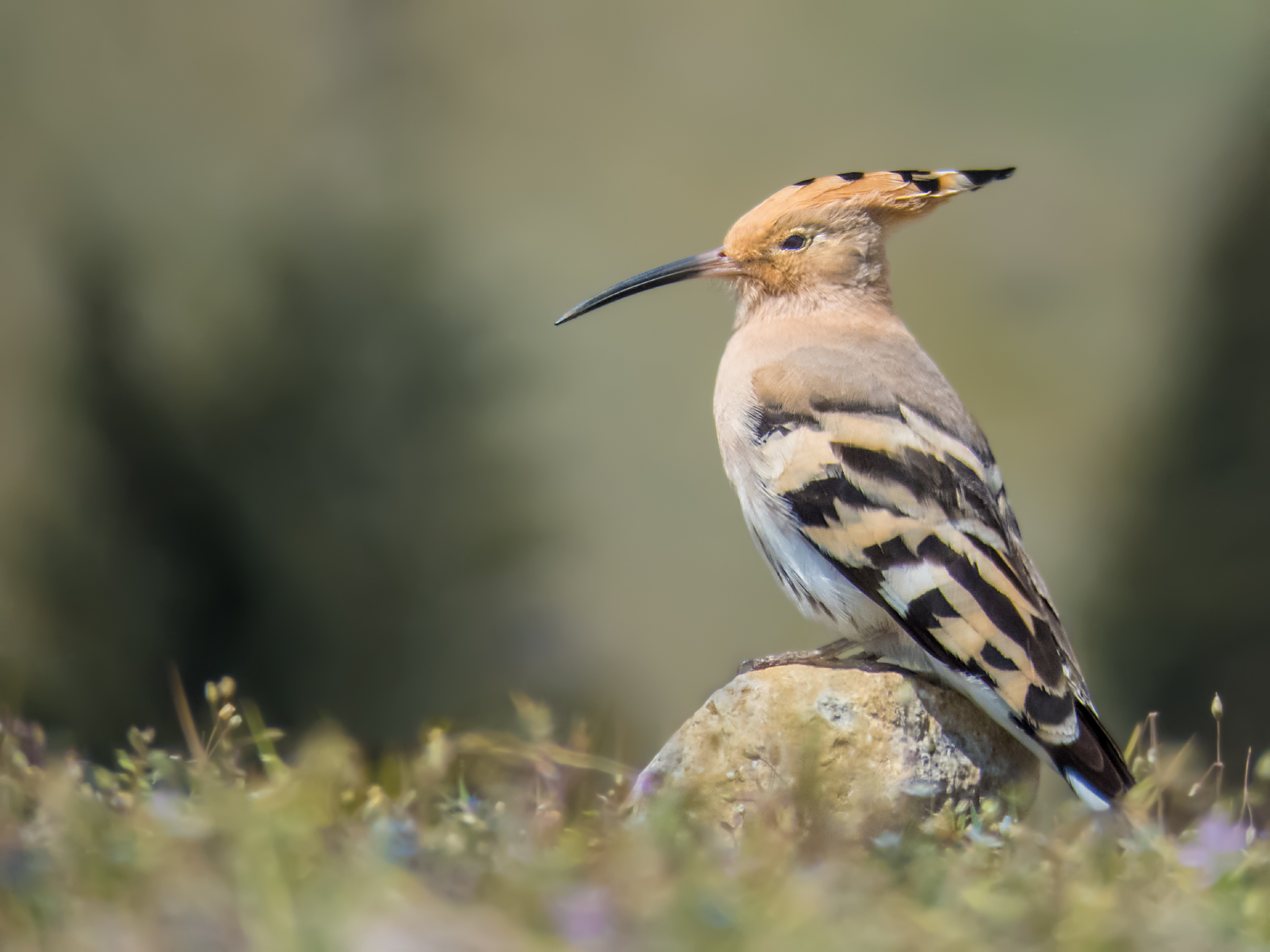 Hoopoe