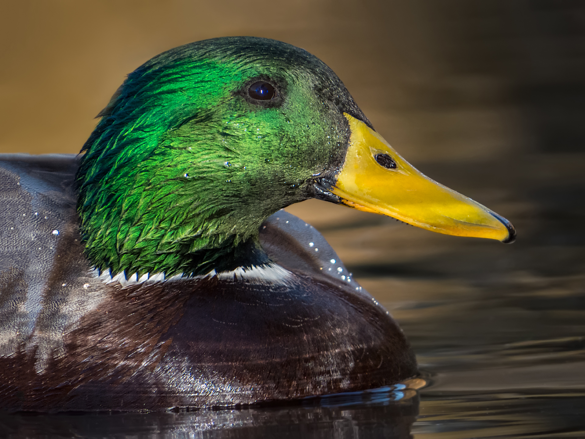 Mallard