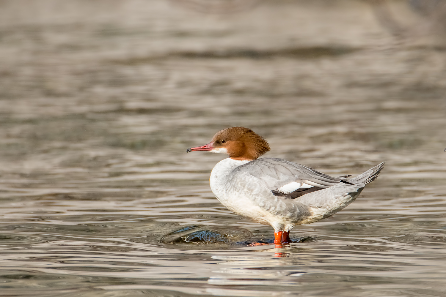 Femmina di Smergo maggiore ..