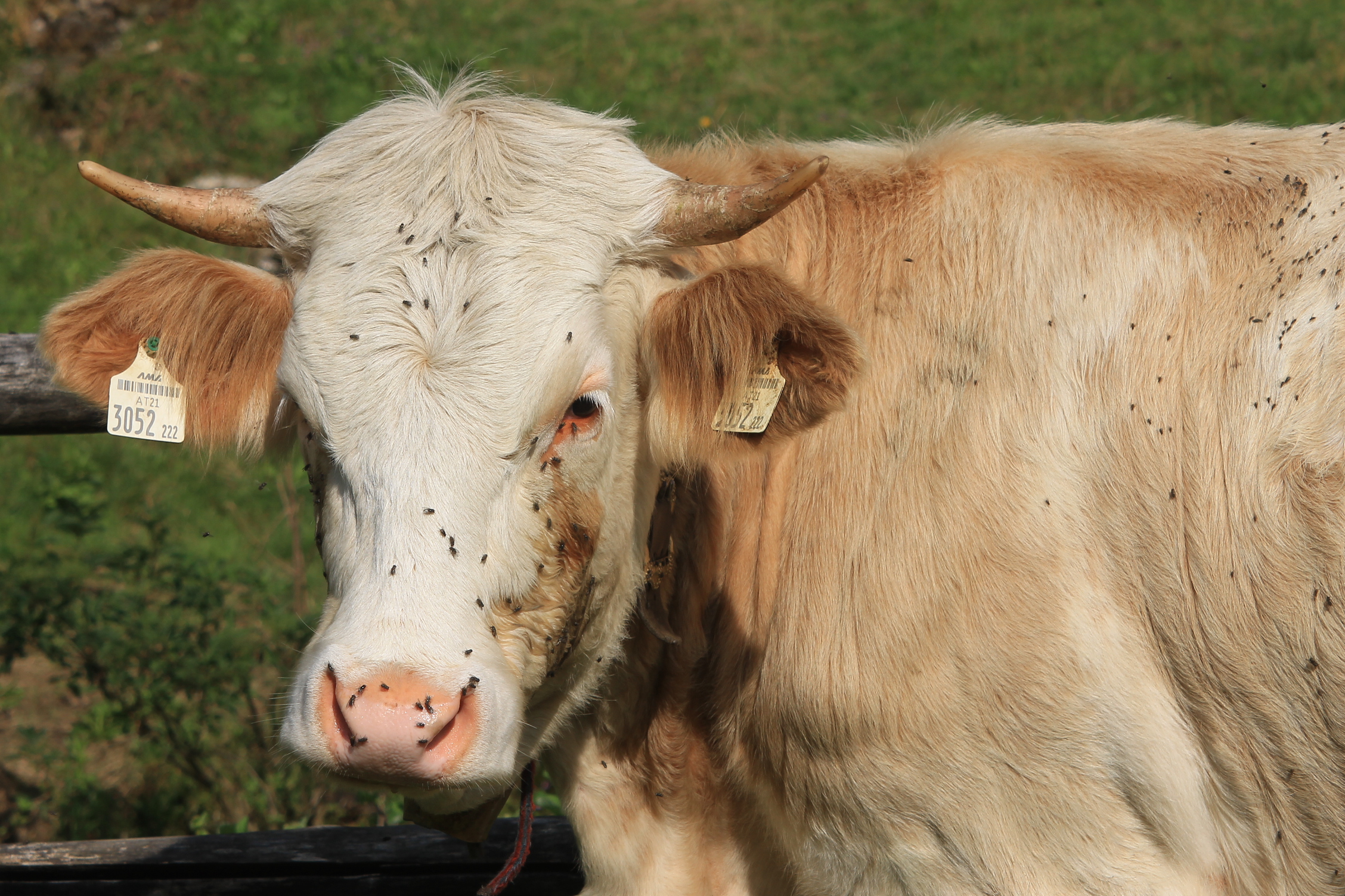 Tormentata dalle mosche