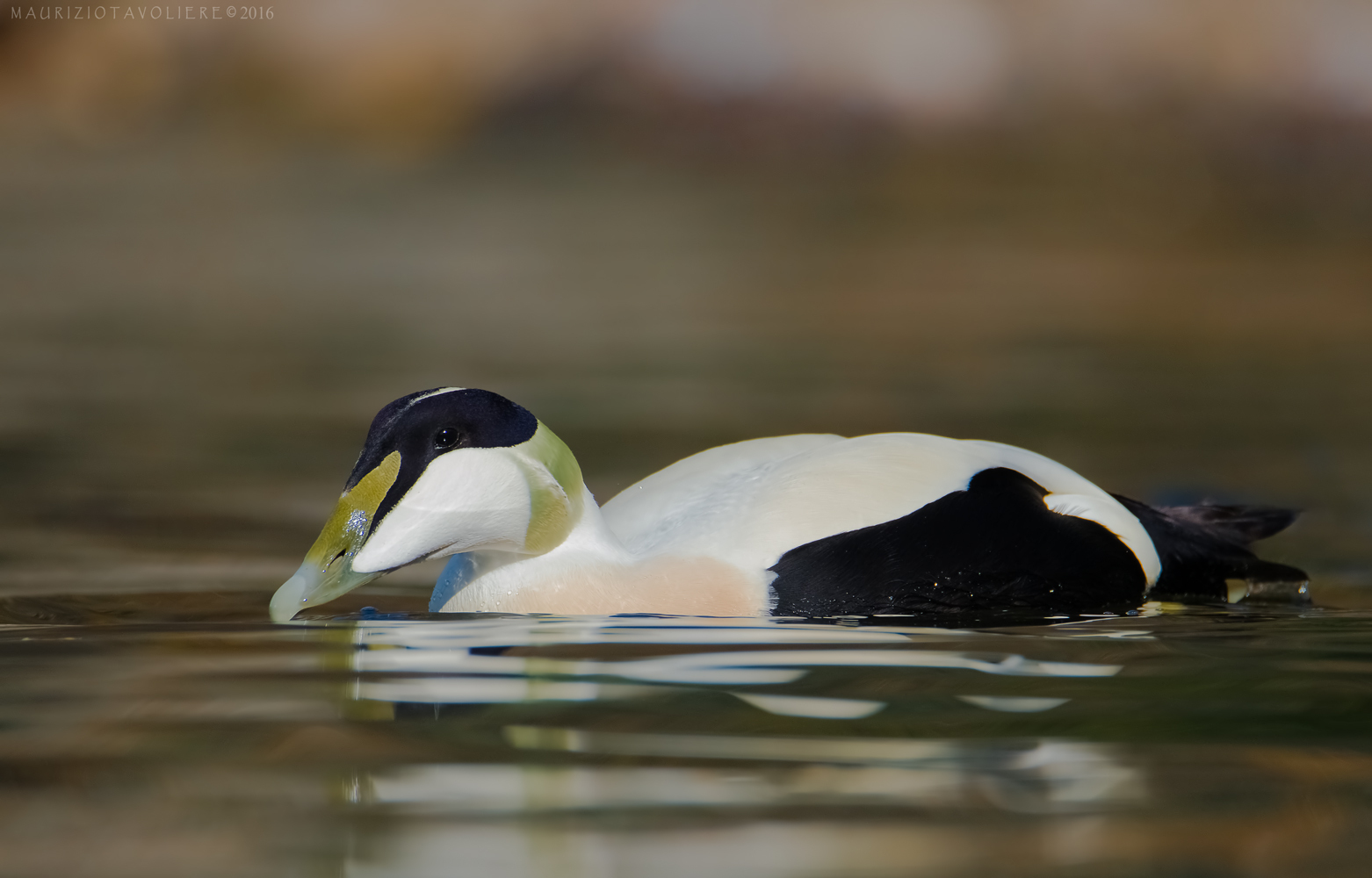 Edredone .. per gli amici Eddry !!