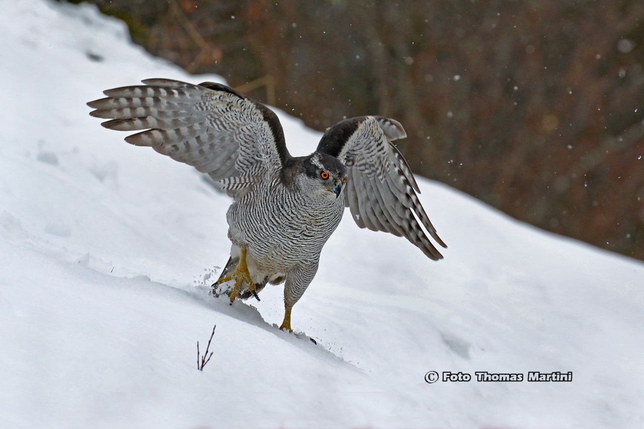 The King in the snow