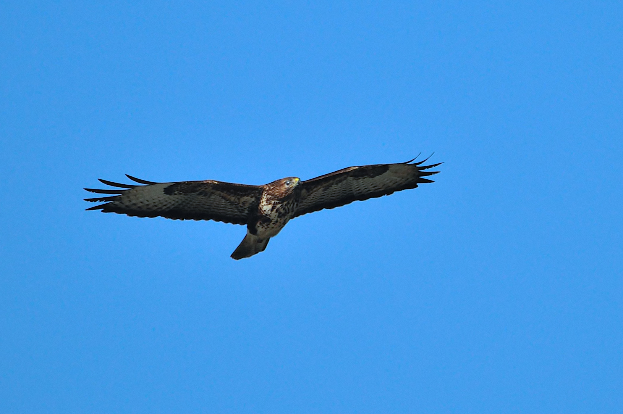 buzzard
