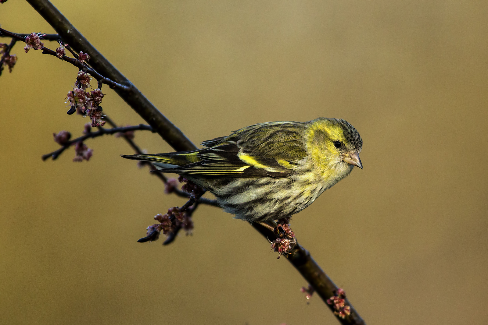 Siskin female
