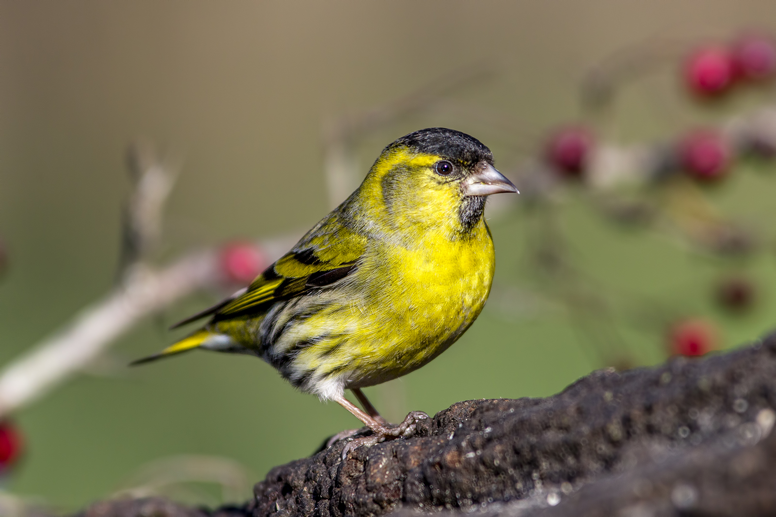 Siskin male
