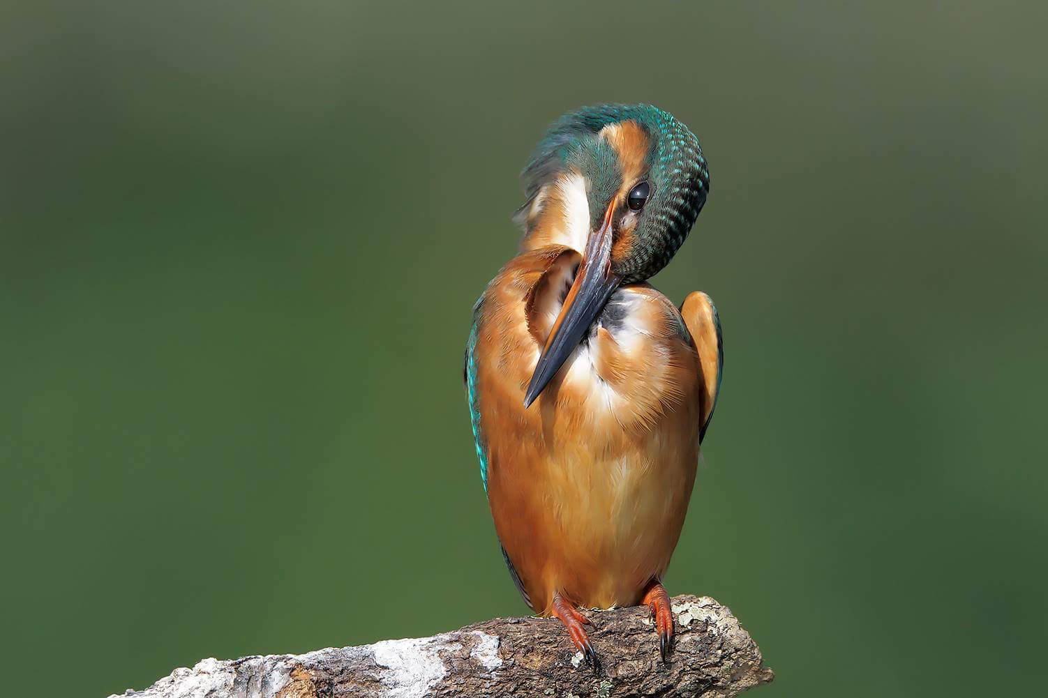 Alcedo atthis