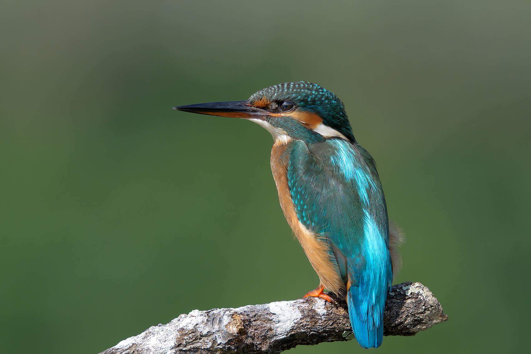 Alcedo atthis
