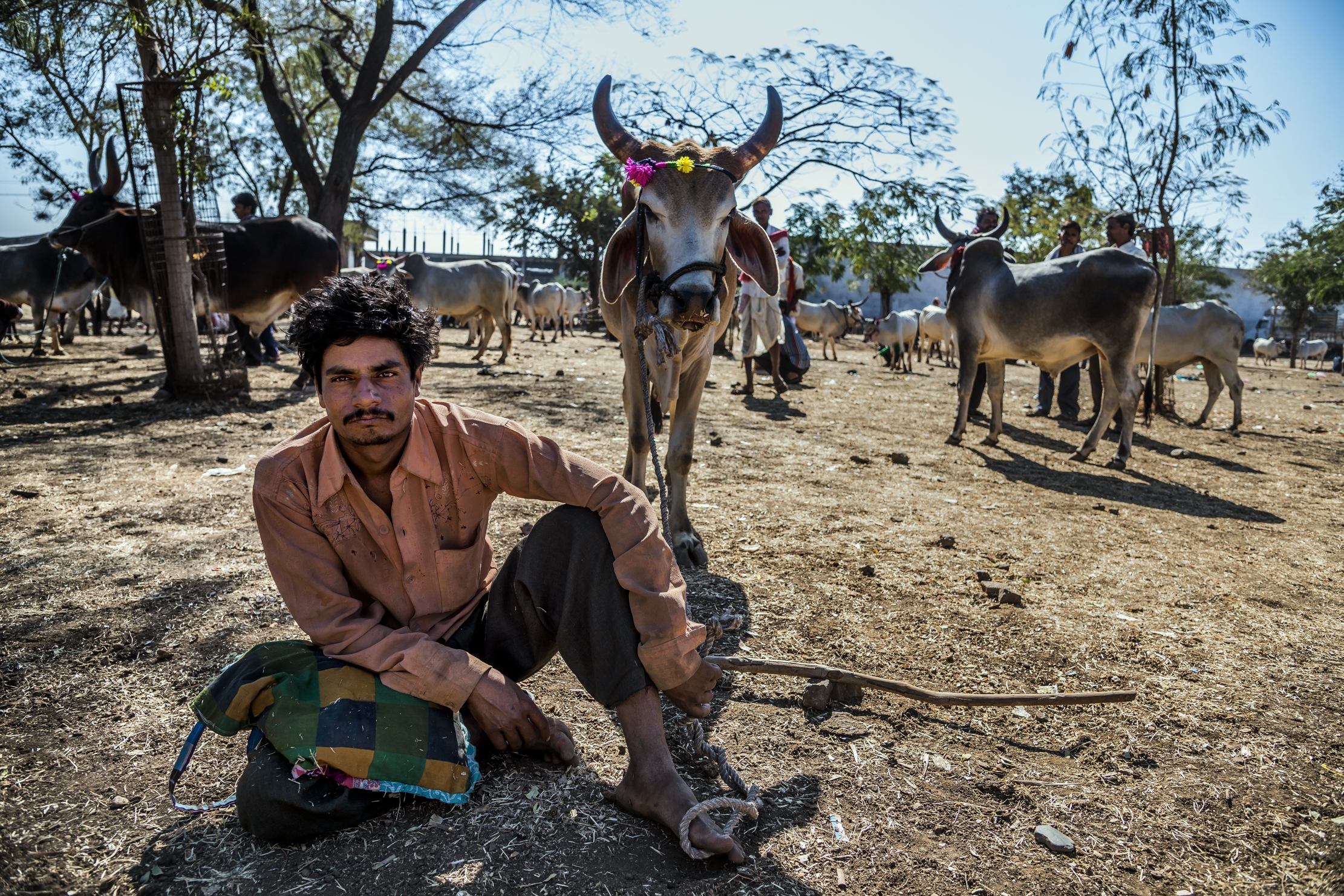 Gujarat 2015 - In un mercato