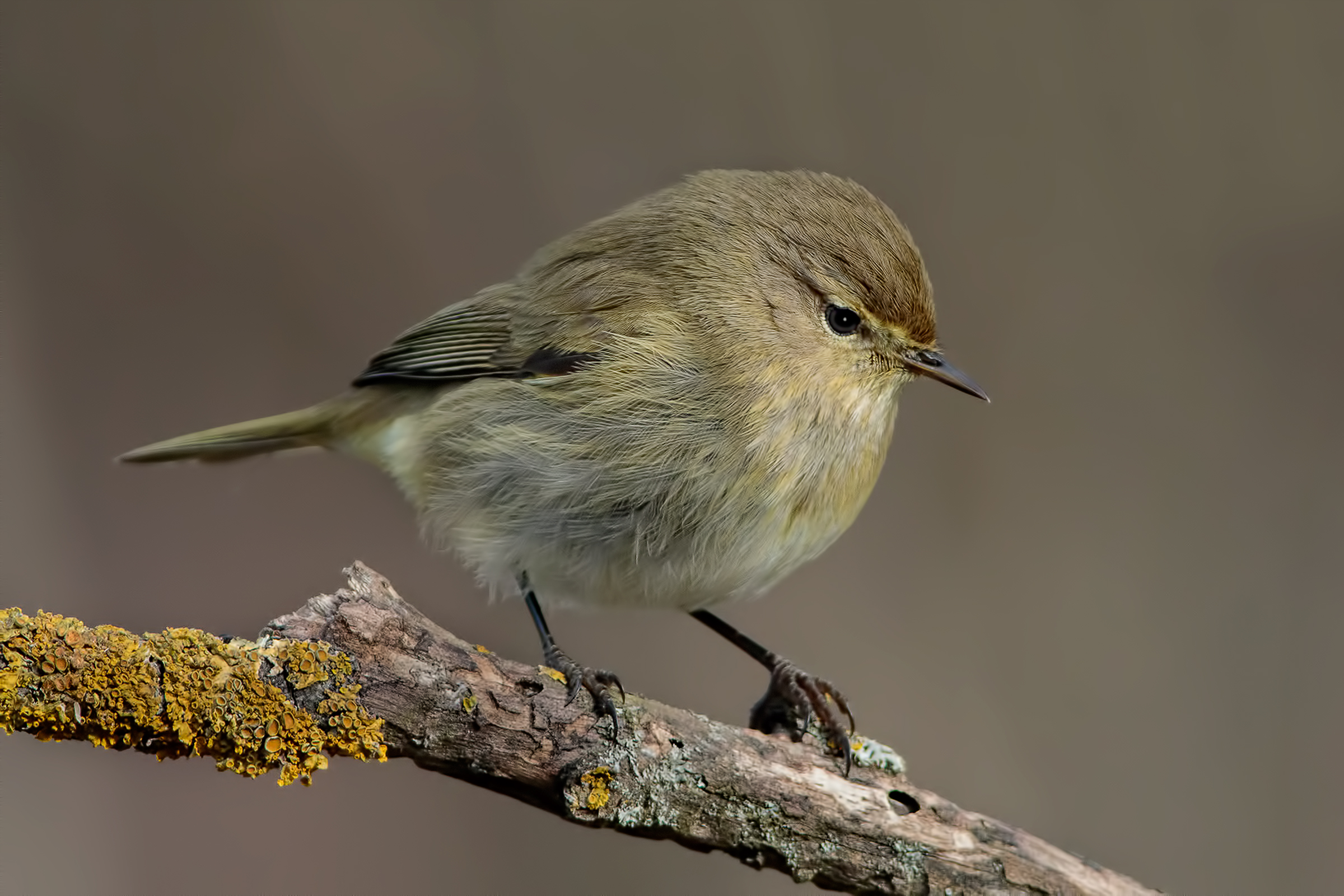 Chiffchaff (Phylloscopus collybita)