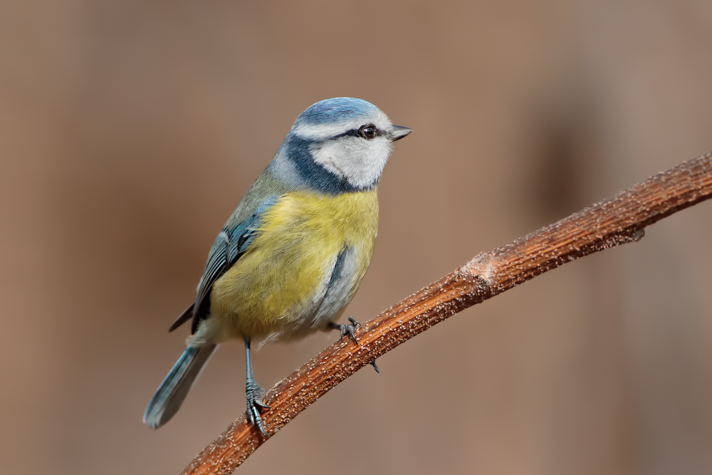 Blue Tit (Cyanistes caeruleus)
